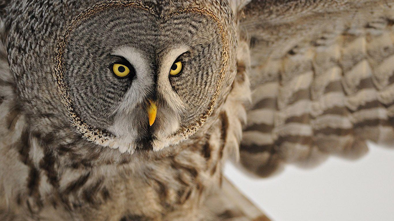 1366x768 HD 4K Owl Wallpaper 1080p For Desktop (2020)