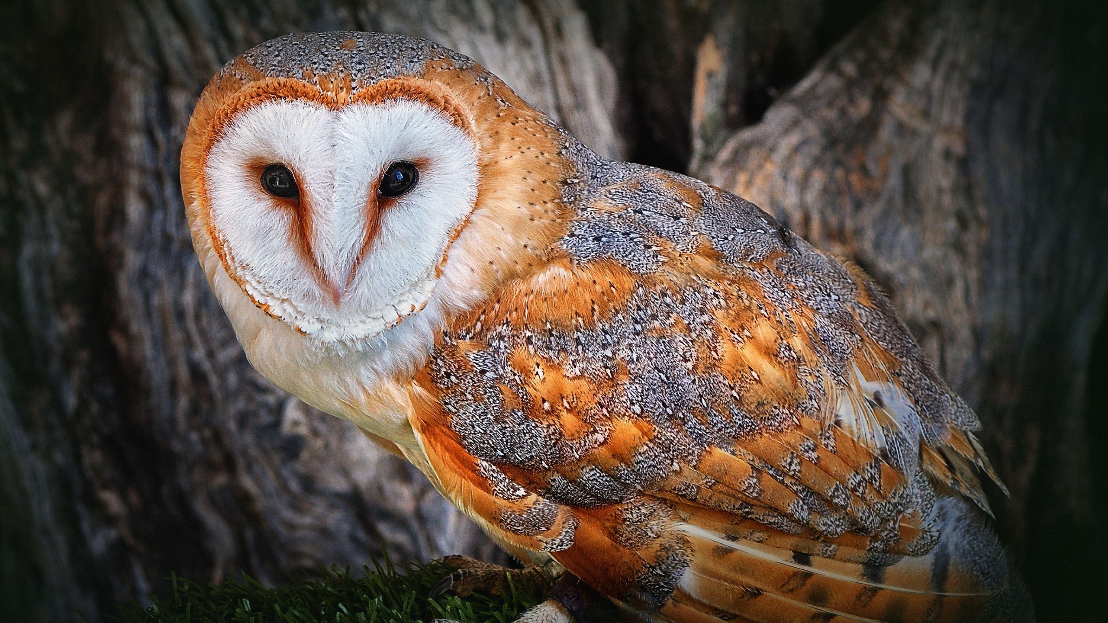 3840x2160 4K Owl Wallpaper