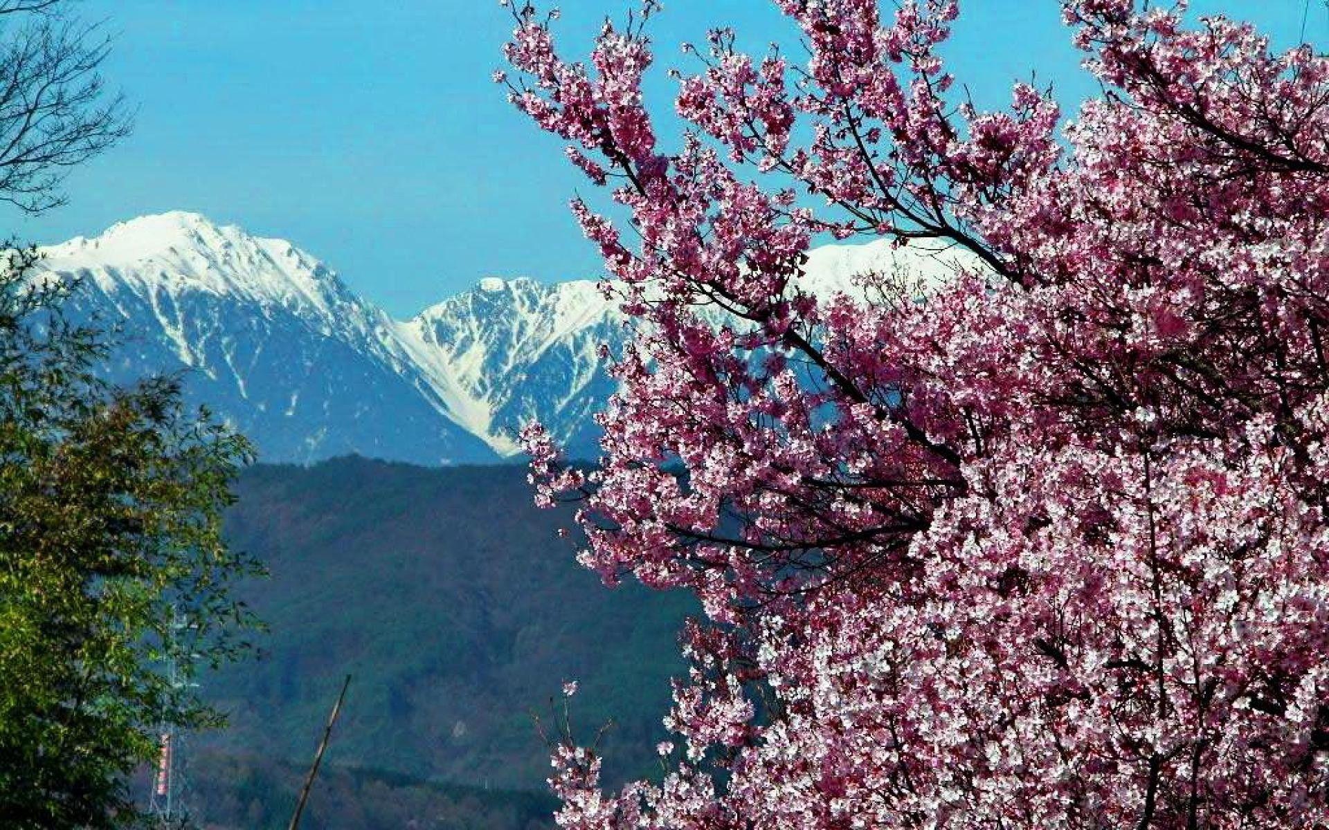 Cherry Blossom Snow Wallpapers - Top Free Cherry Blossom Snow ...