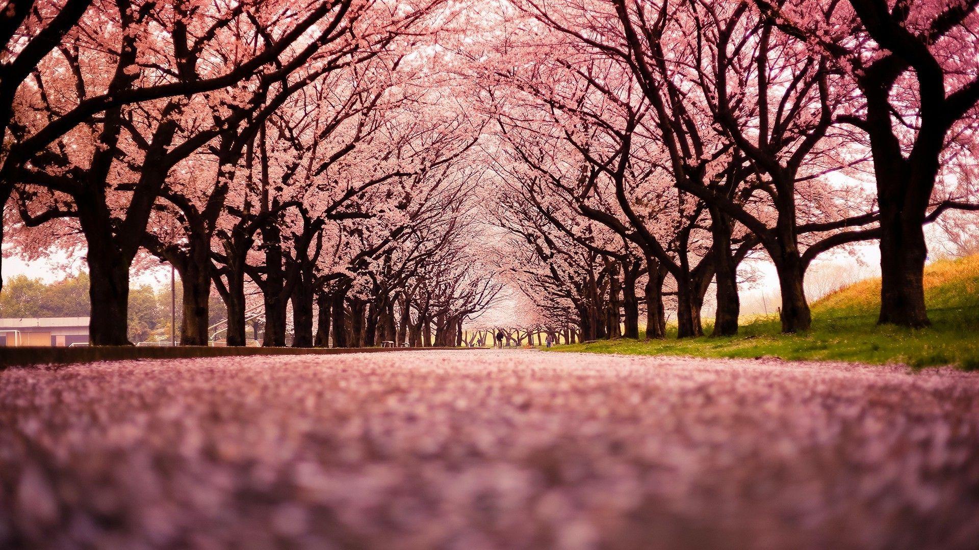 1920x1080 Cherry Blossom Wallpaper