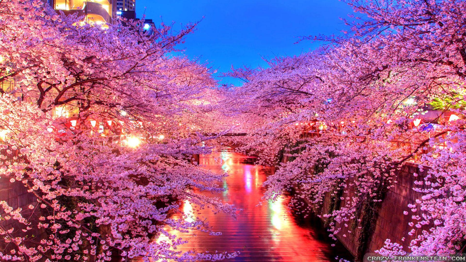 1920x1080 Picture from school iPad. Scenery wallpaper, Spring wallpaper, Scenery picture