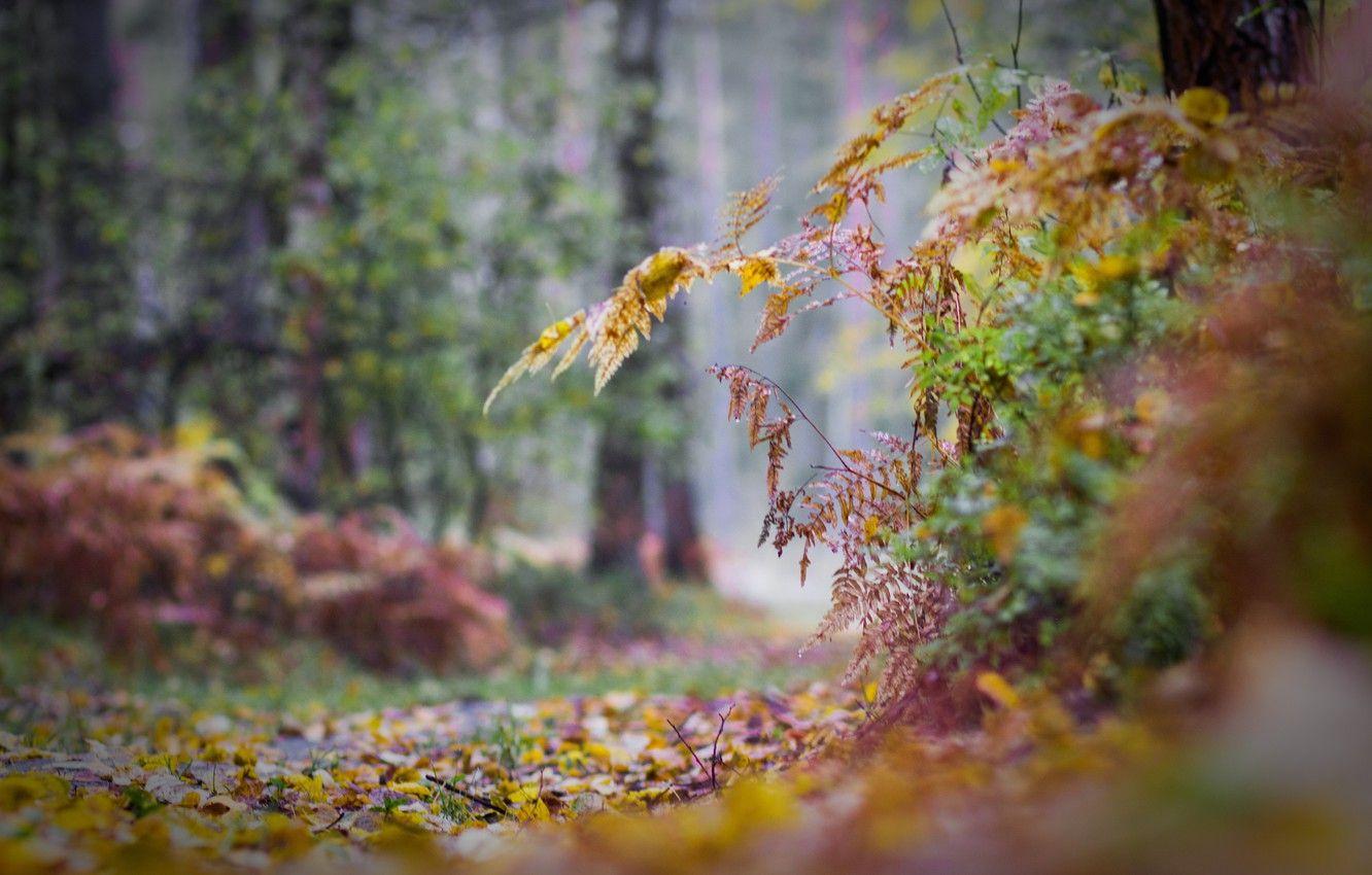 1332x850 Wallpaper autumn, forest, leaves, trees, track, track autumn, humidity, forest path image for desktop, section природа