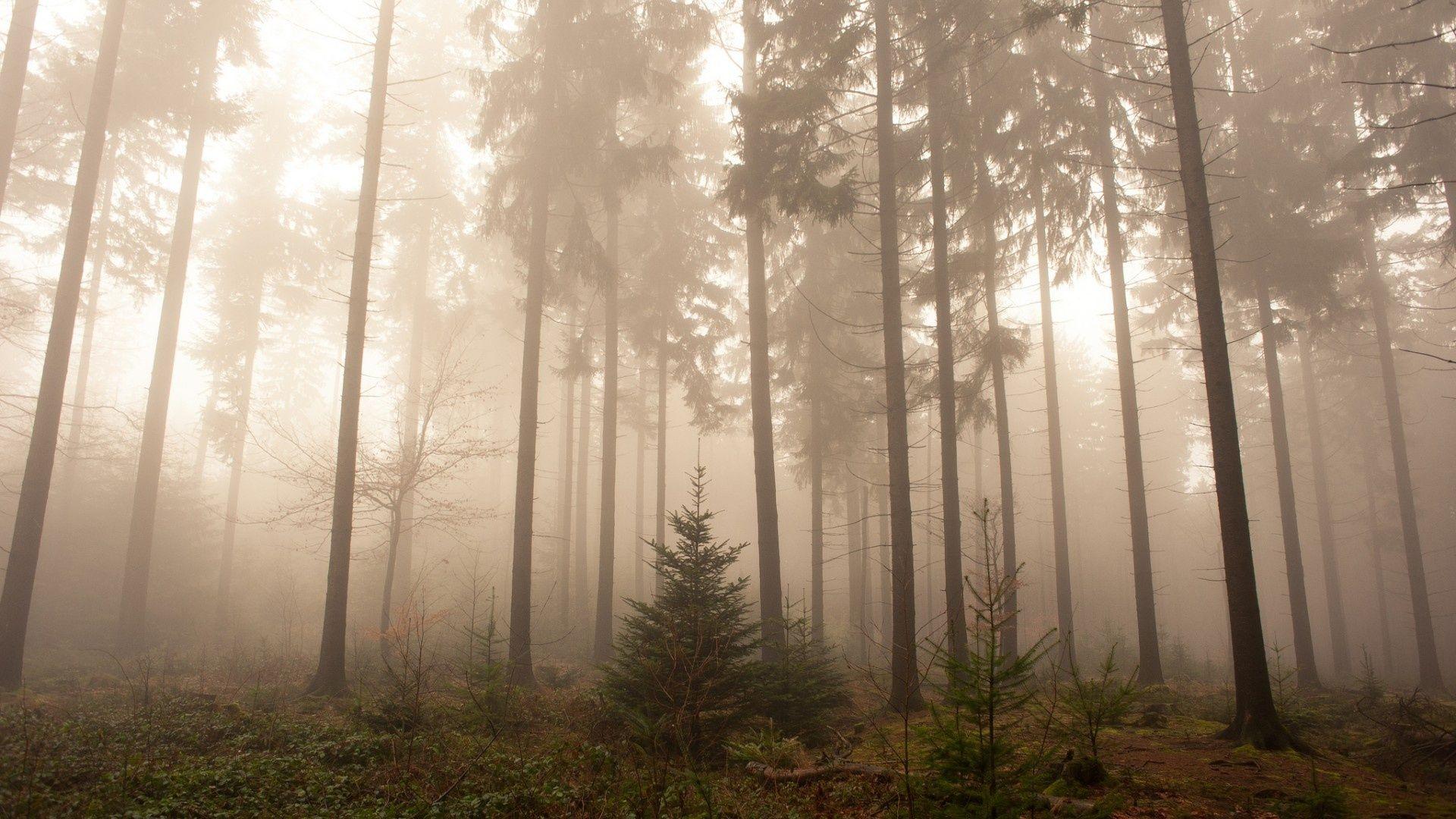 1920x1080 Wallpaper forest, tree, fog, humidity, spruce desktop wallpaper Nature