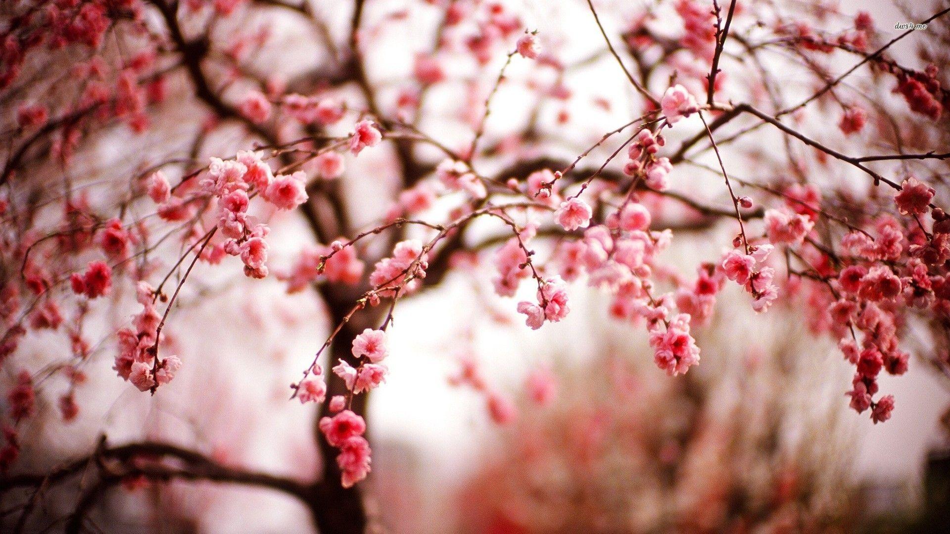 1920x1080 Sping cherry blossoms