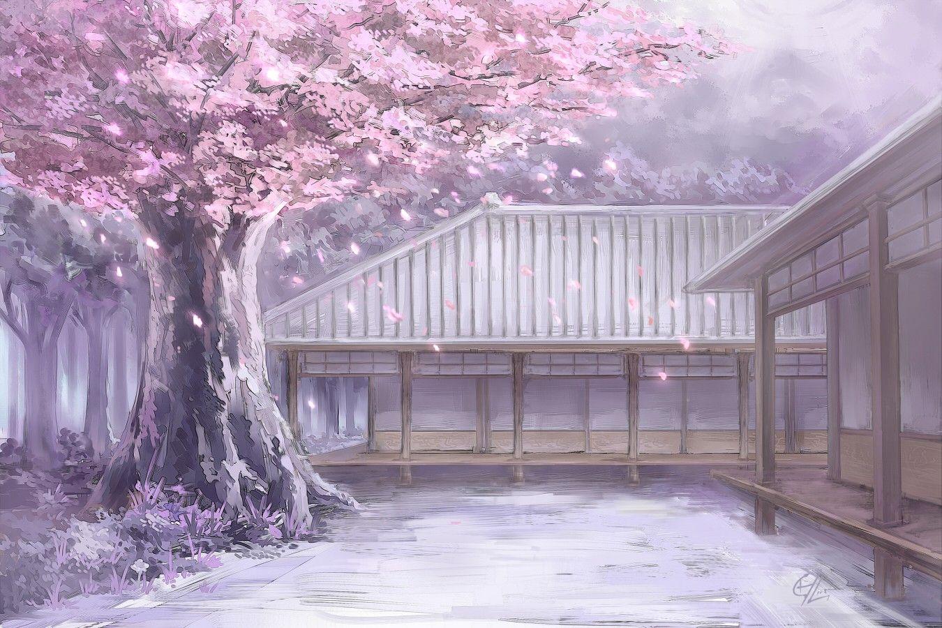 1350x900 Almond Tree Cherry Blossom Pics Wallpaper Download