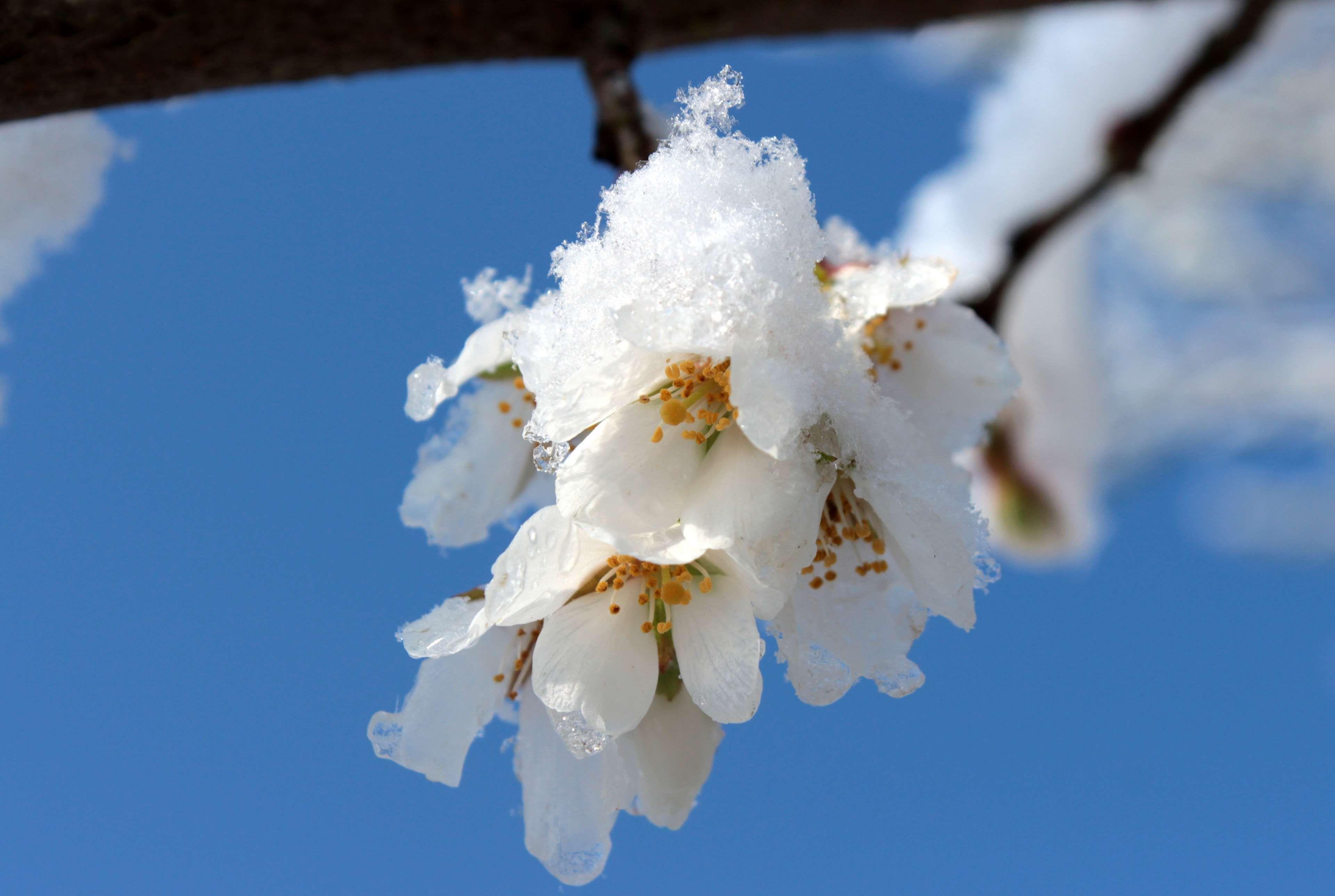 3840x2578 bloom #blossom #cherry blossom #cold #japanese cherry trees #nature
