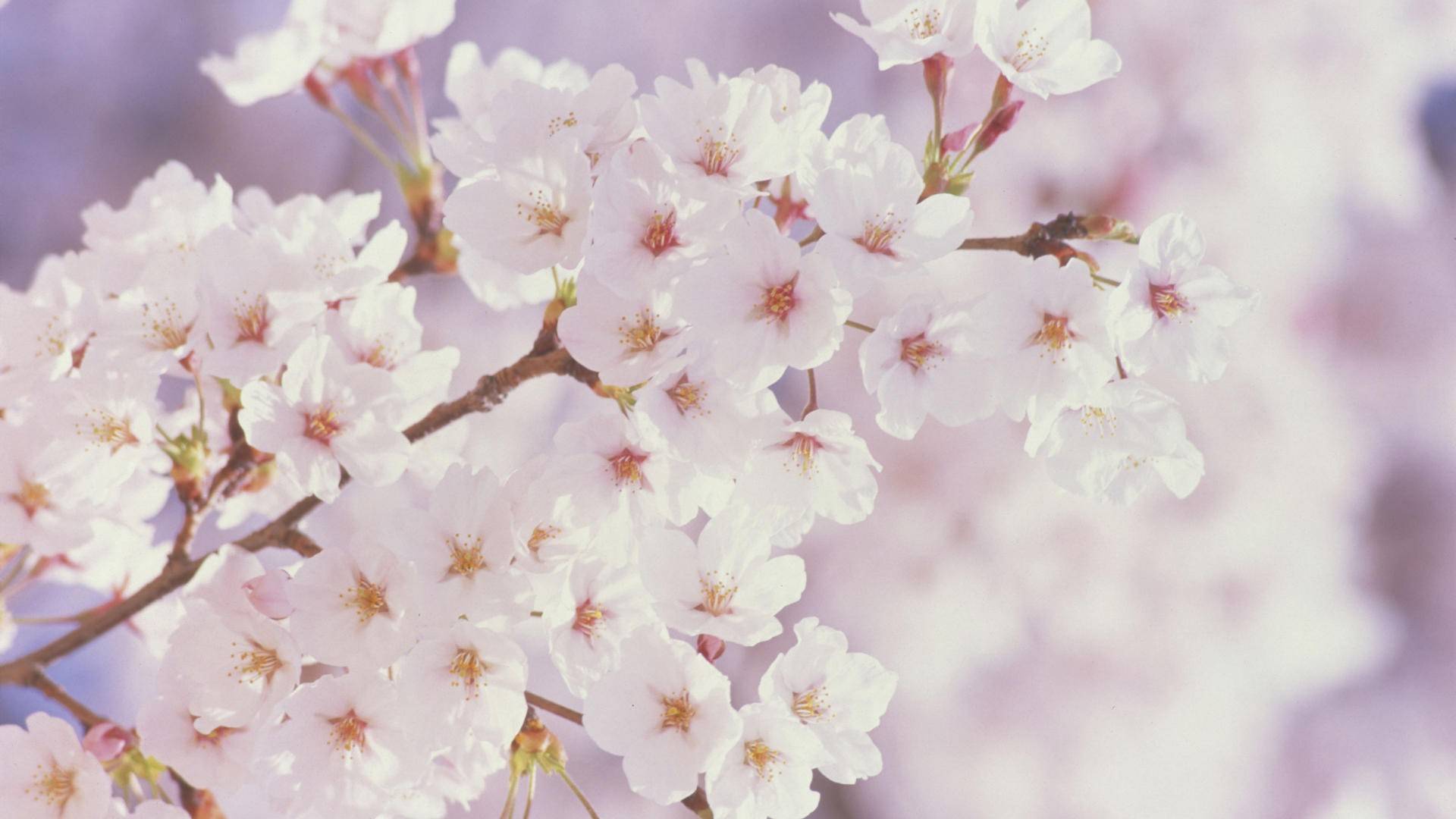 Cherry Blossom Tree With Snow Wallpapers - Top Free Cherry Blossom Tree 