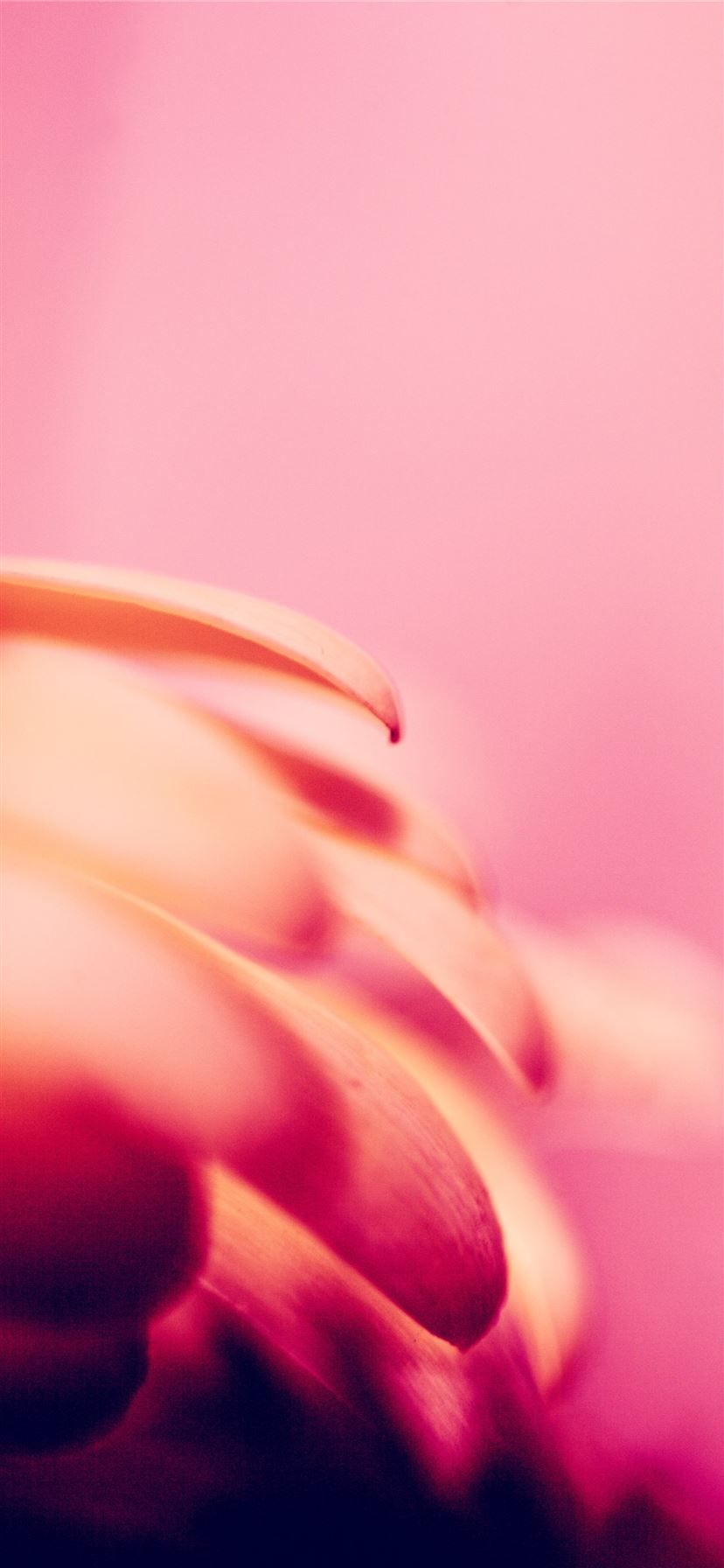 828x1792 Born from the ashes a Phoenix rises with new life iPhone 11 Wallpaper Free Download