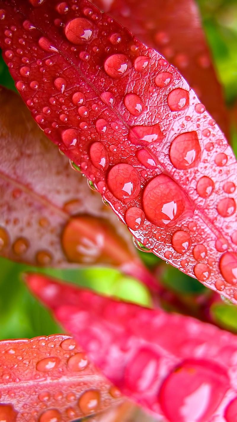 800x1422 Vivo Mobile, Waterdrops On Pink Leaf, waterdrops, pink leaf, nature, HD phone wallpaper