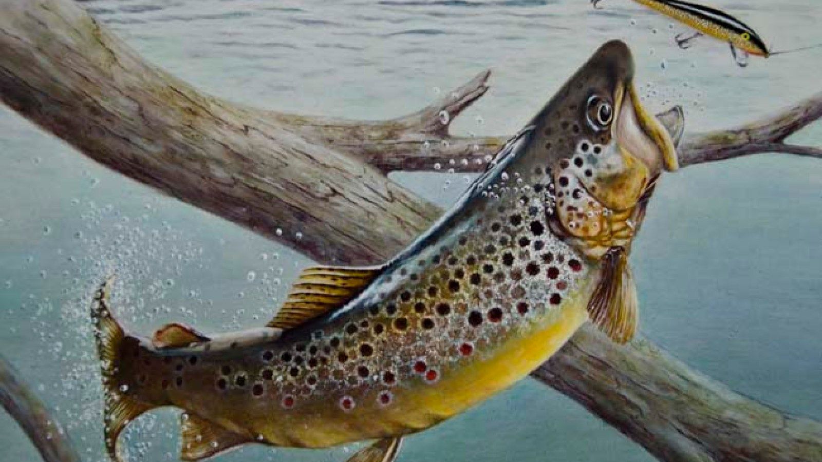 1600x900 Trout art needn't involve a fly
