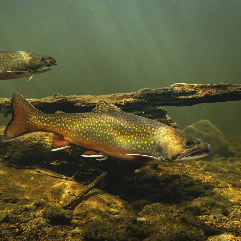 1024x1024 Trout Wall Paper Brown Trout On Slate Blue Wallpaper Spoonflower