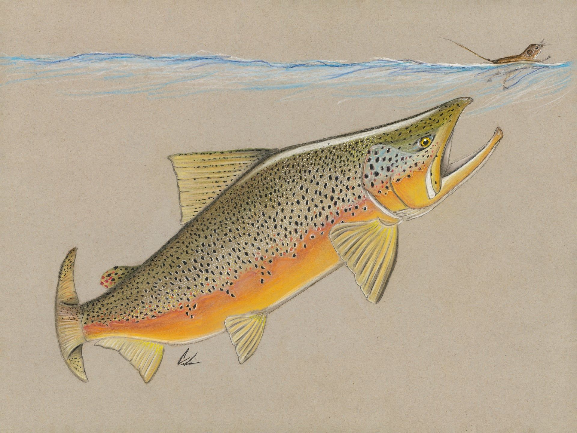 1920x1440 Brown Trout Chasing Mouse 18x24 Print