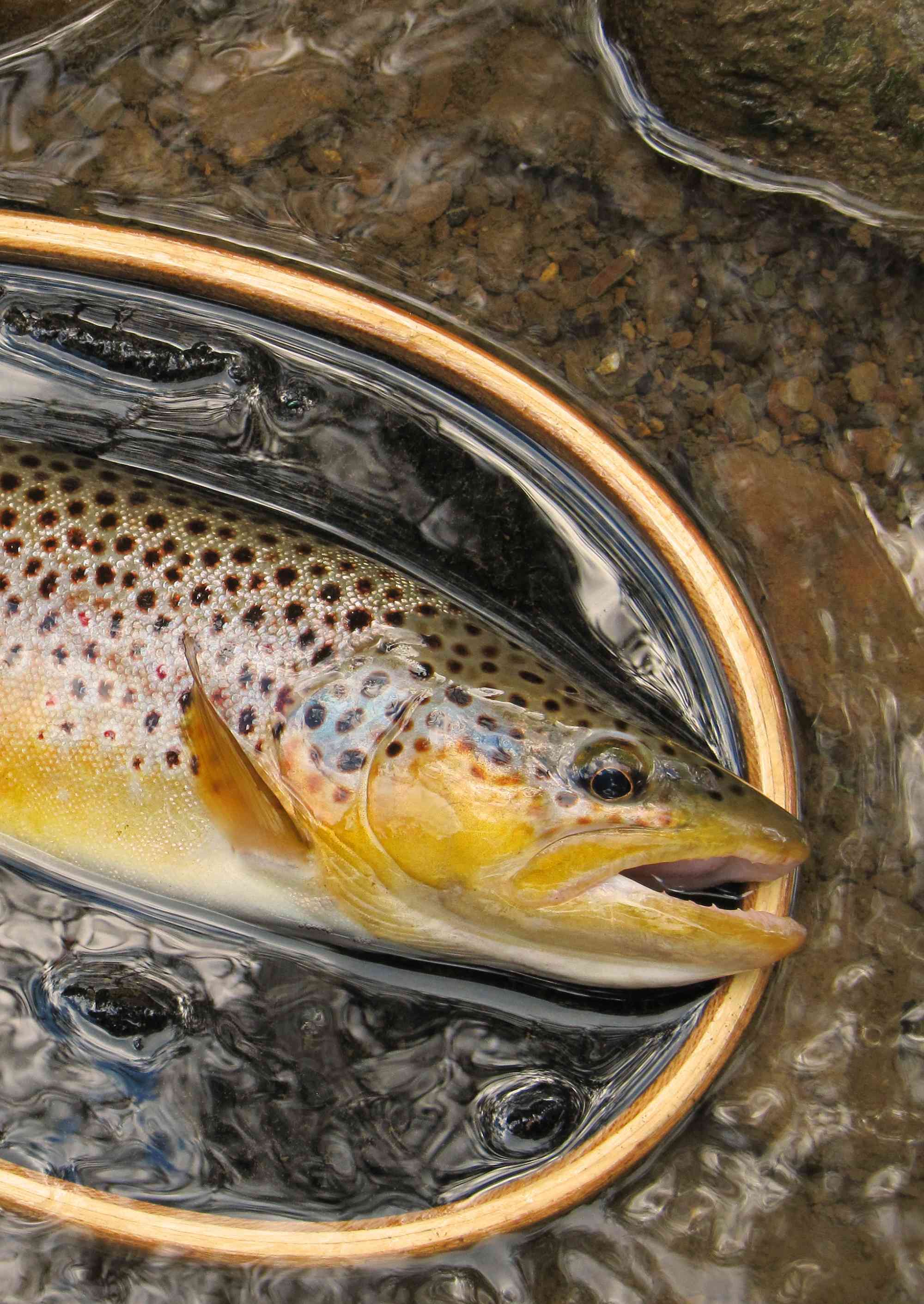 2000x2822 Centre County's Wild Trout Treasure Adventure Bureau Dispatch