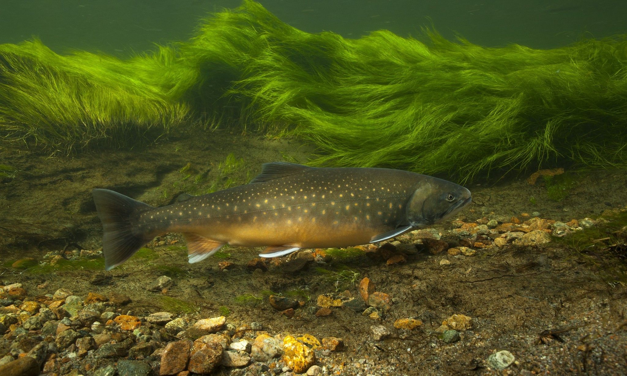 2048x1230 Brown Trout Wallpaper