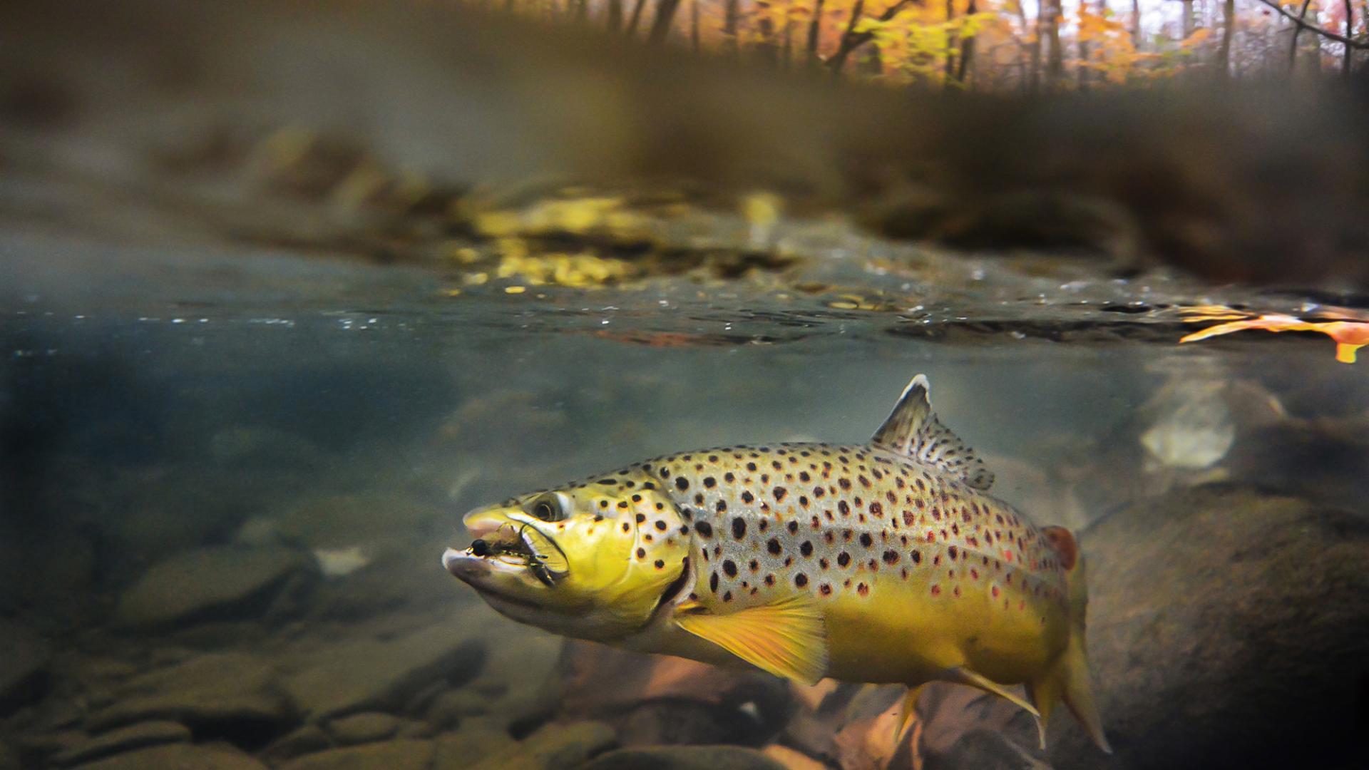 1920x1080 Brown Trout Wallpaper