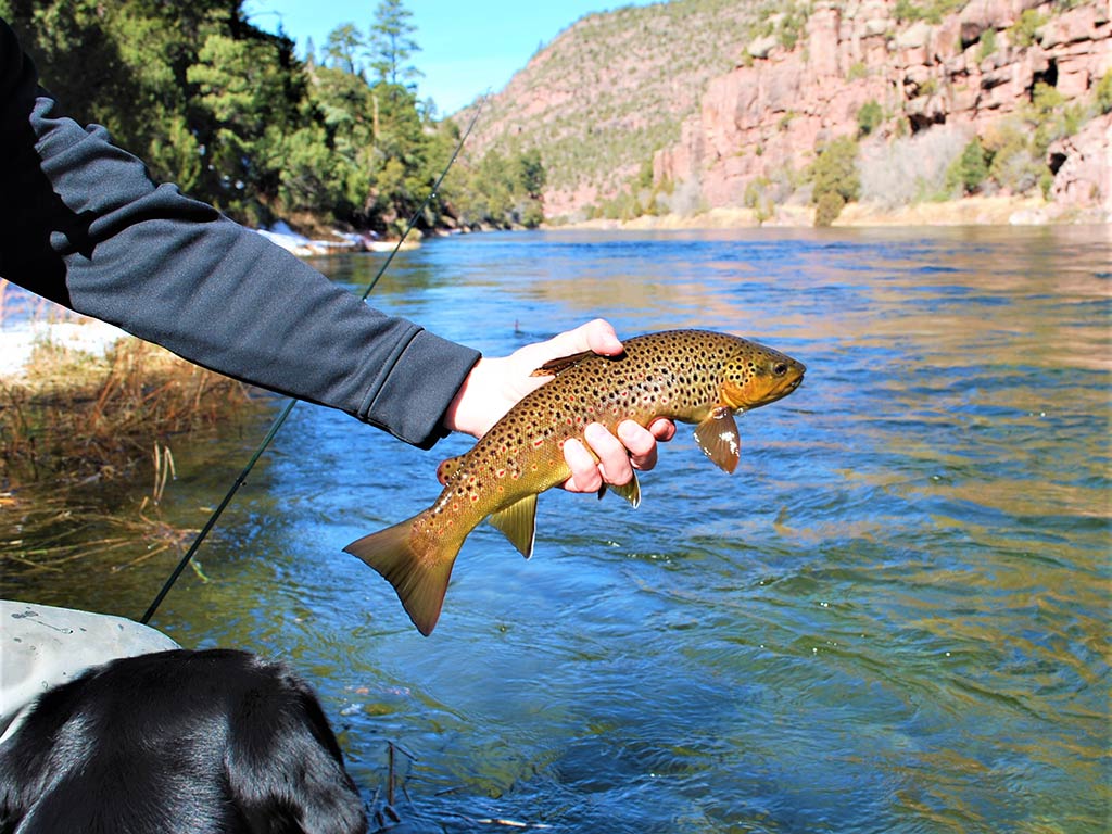 1024x768 Green River Fishing: An Expert Guide to Trout Seasons for 2026