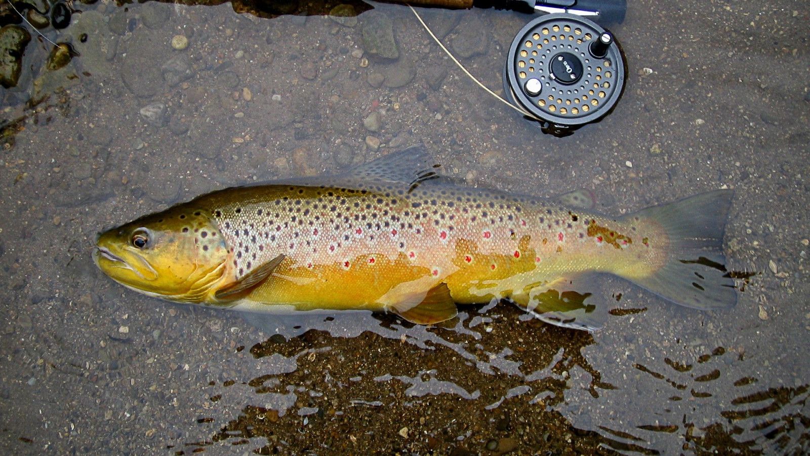 1600x900 Trout Wallpaper 1920x1080 81706