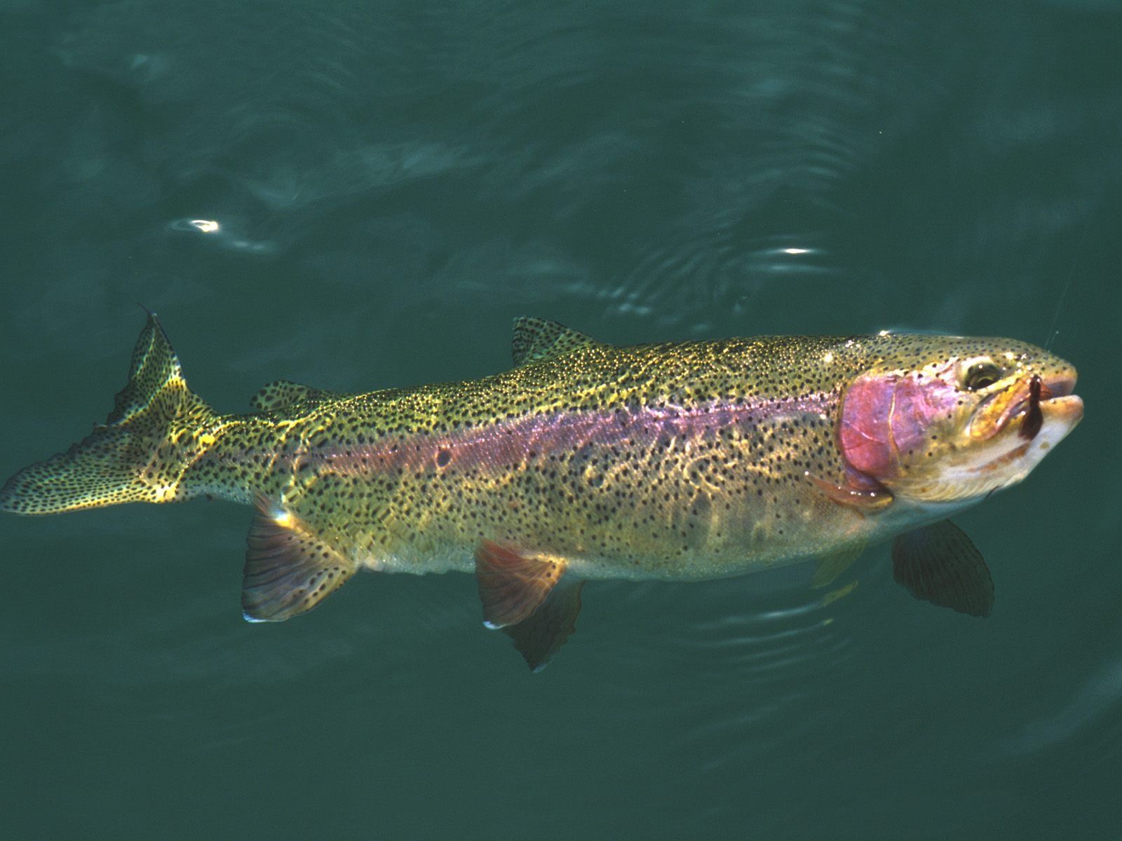 1600x1200 Brown Trout Wallpaper