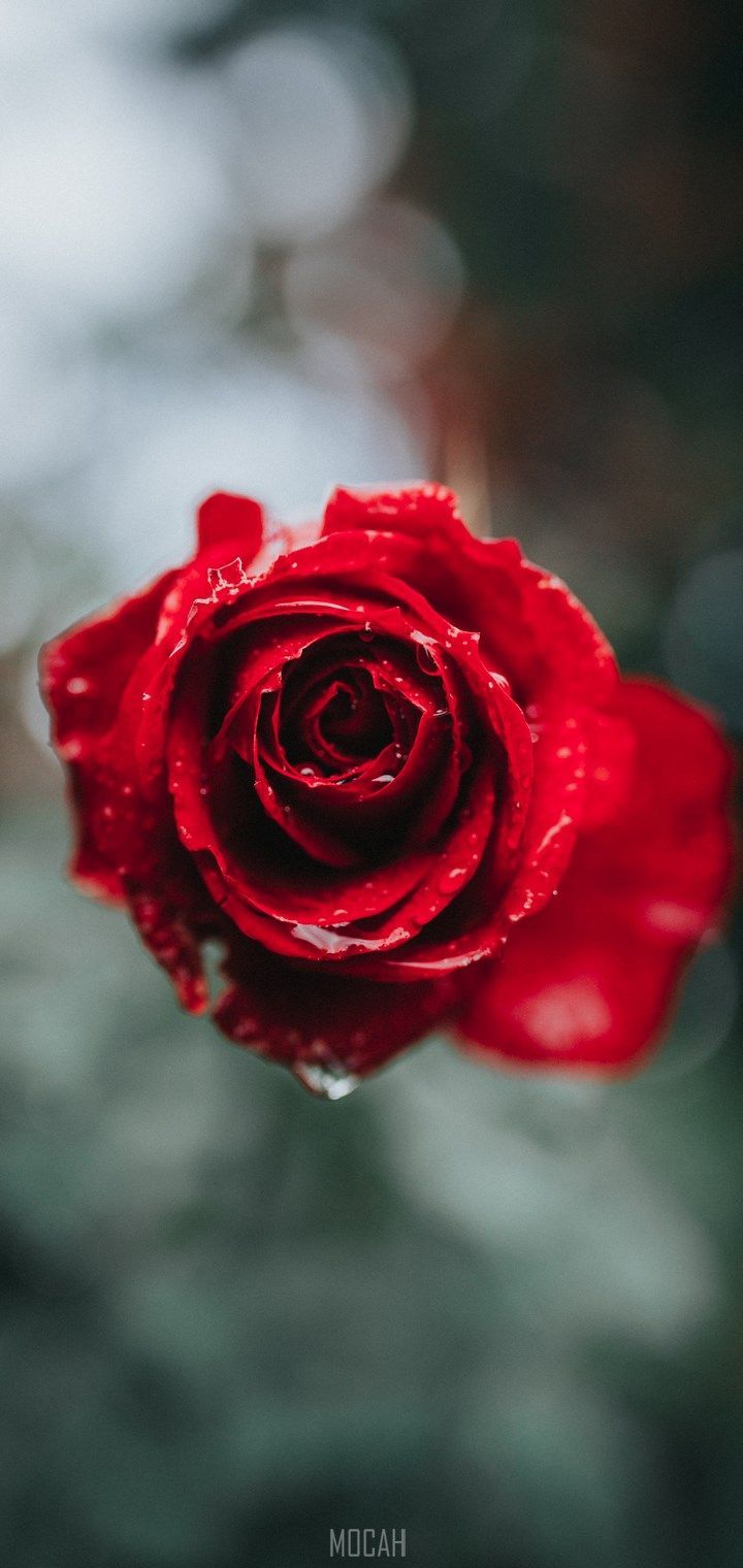 720x1520 Vivo Y91i Wallpaper
