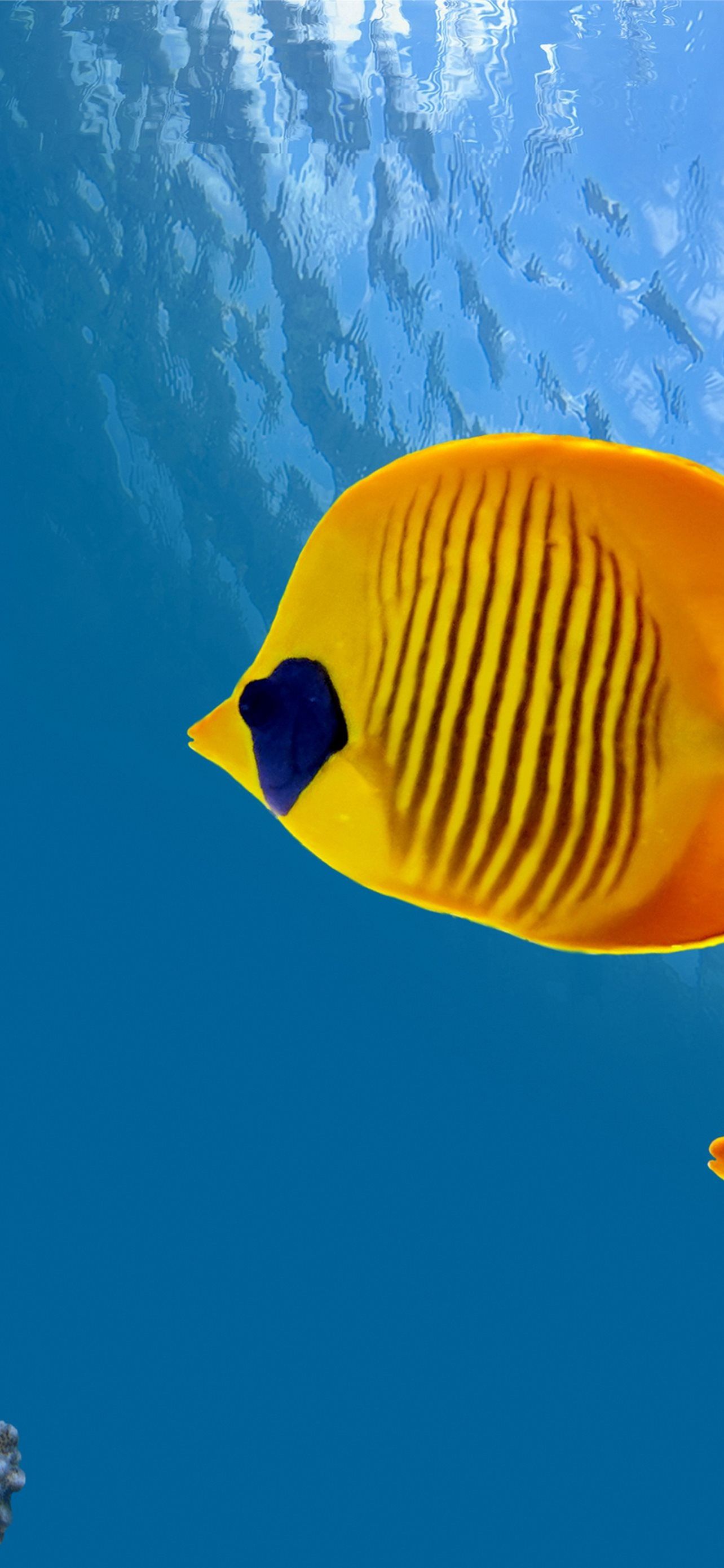 1284x2778 Fish 5k 4k 8k diving tourism Cocos Island Costa Ri. iPhone Wallpaper Free Download