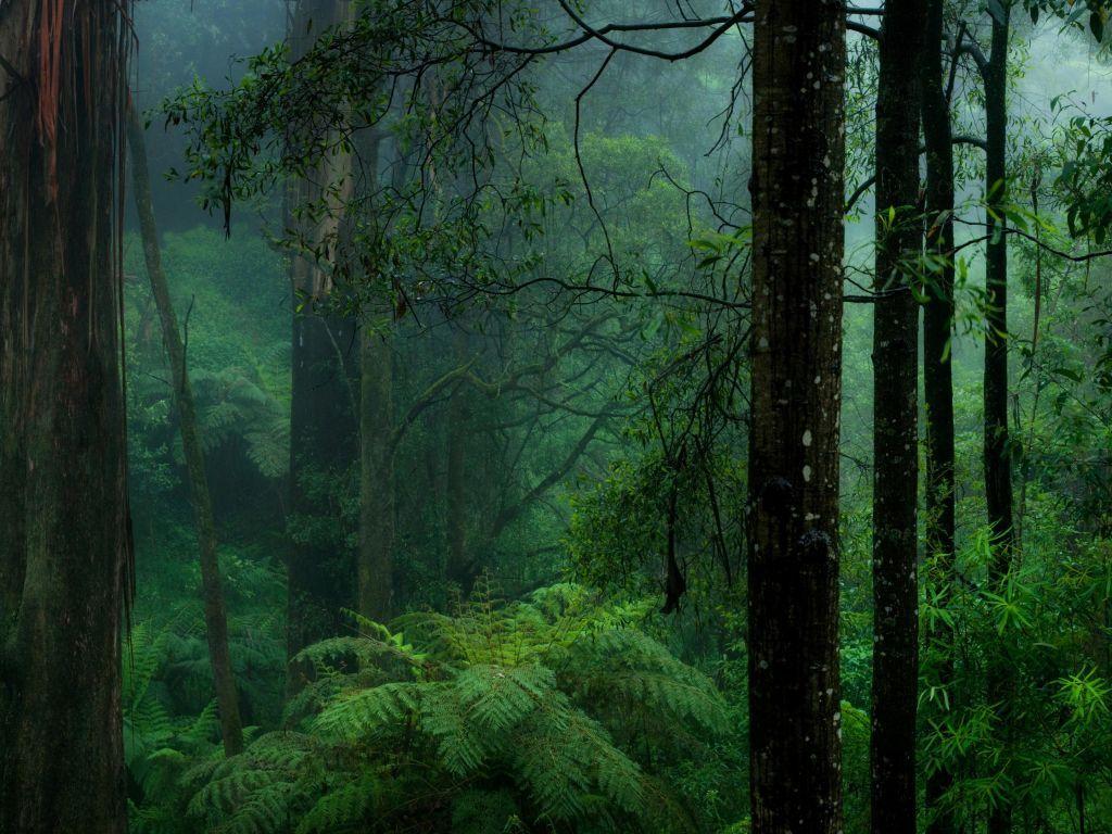 1024x768 of Forest 4K wallpaper for your desktop or mobile screen