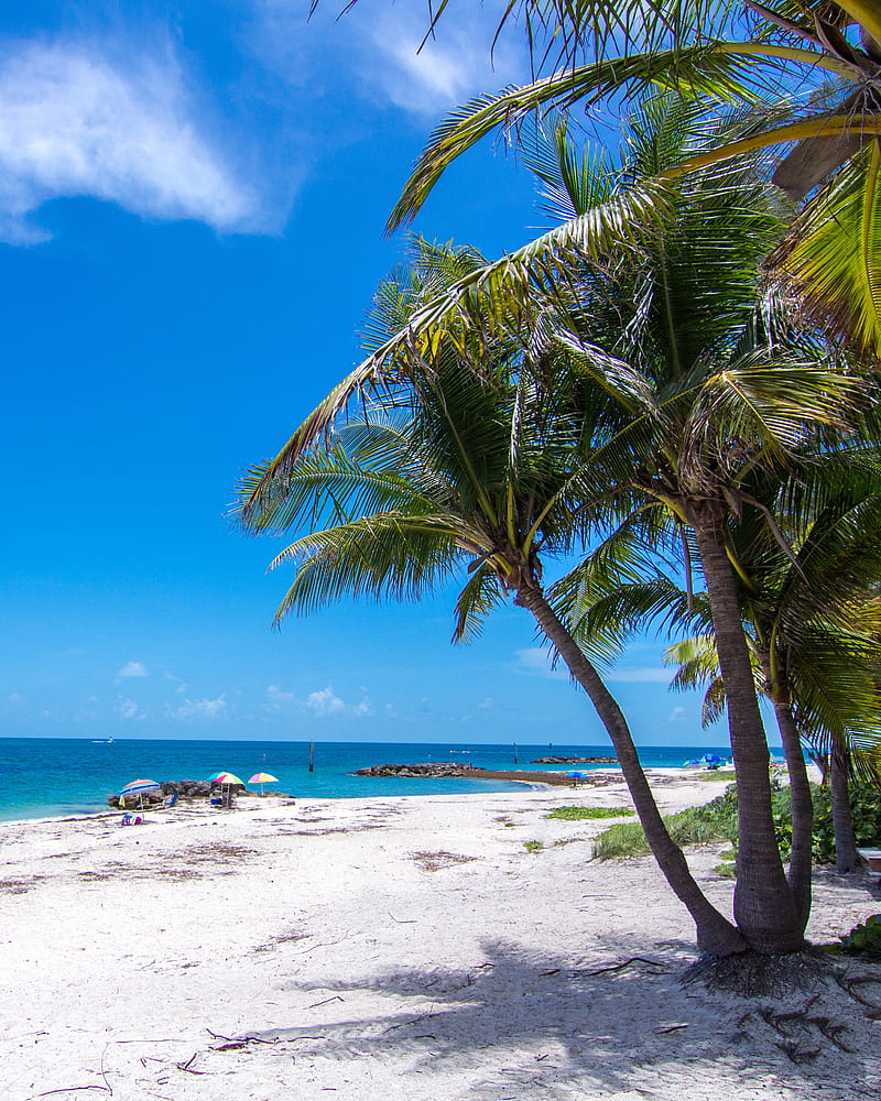 800x1000 Florida Key West, tropical, palm tree, sand, usa, beach, key west, , travel, HD phone wallpaper