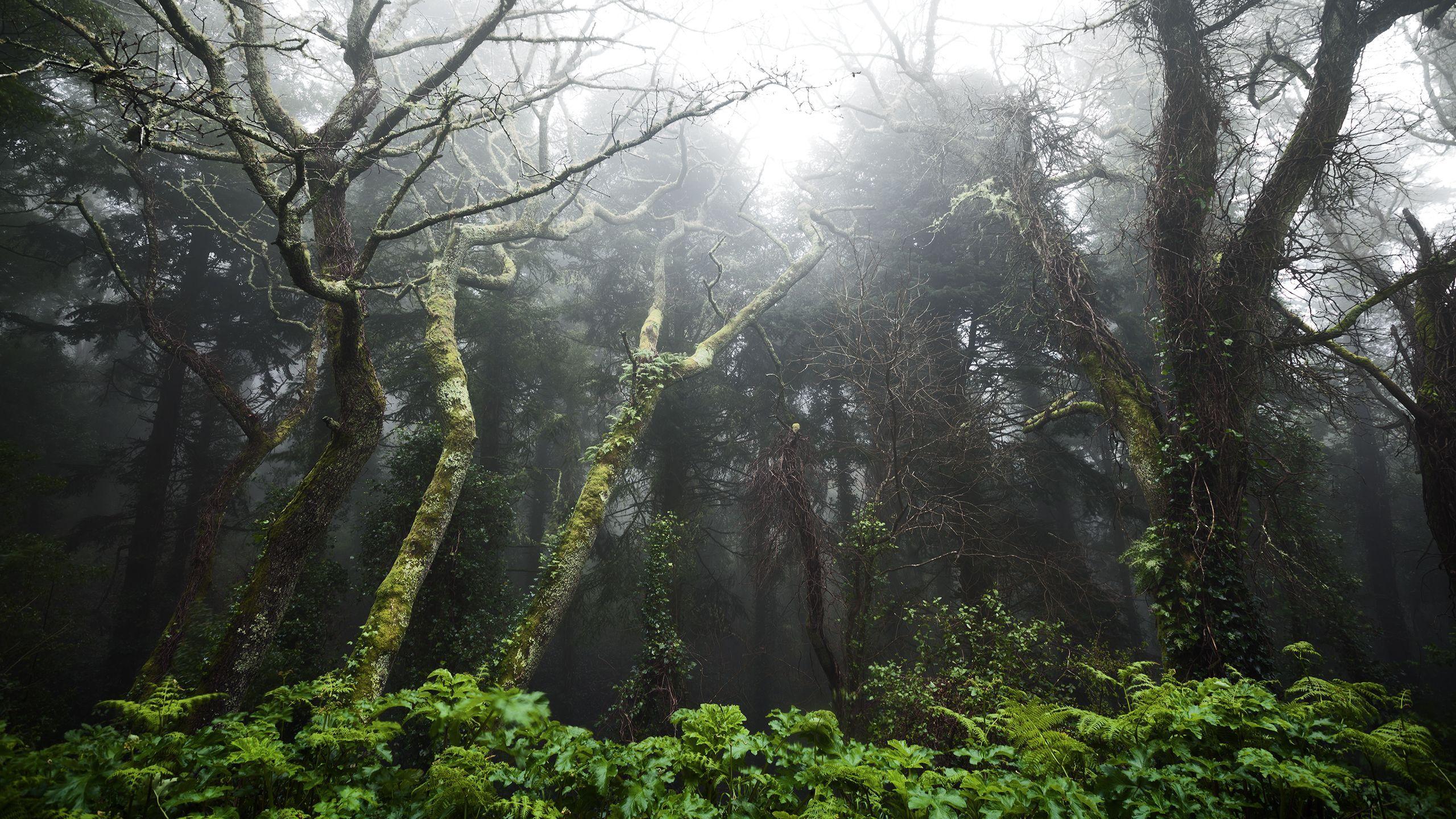 2560x1440 Nature wallpaper. Christmas wallpaper android, Lit wallpaper, Uhd wallpaper
