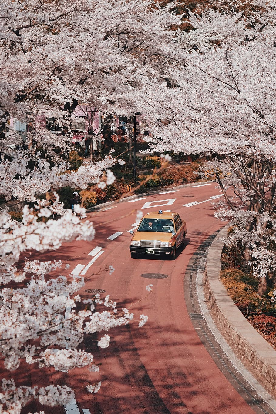 910x1366 Sakura (tree) 1080P, 2K, 4K, 5K HD wallpaper free download