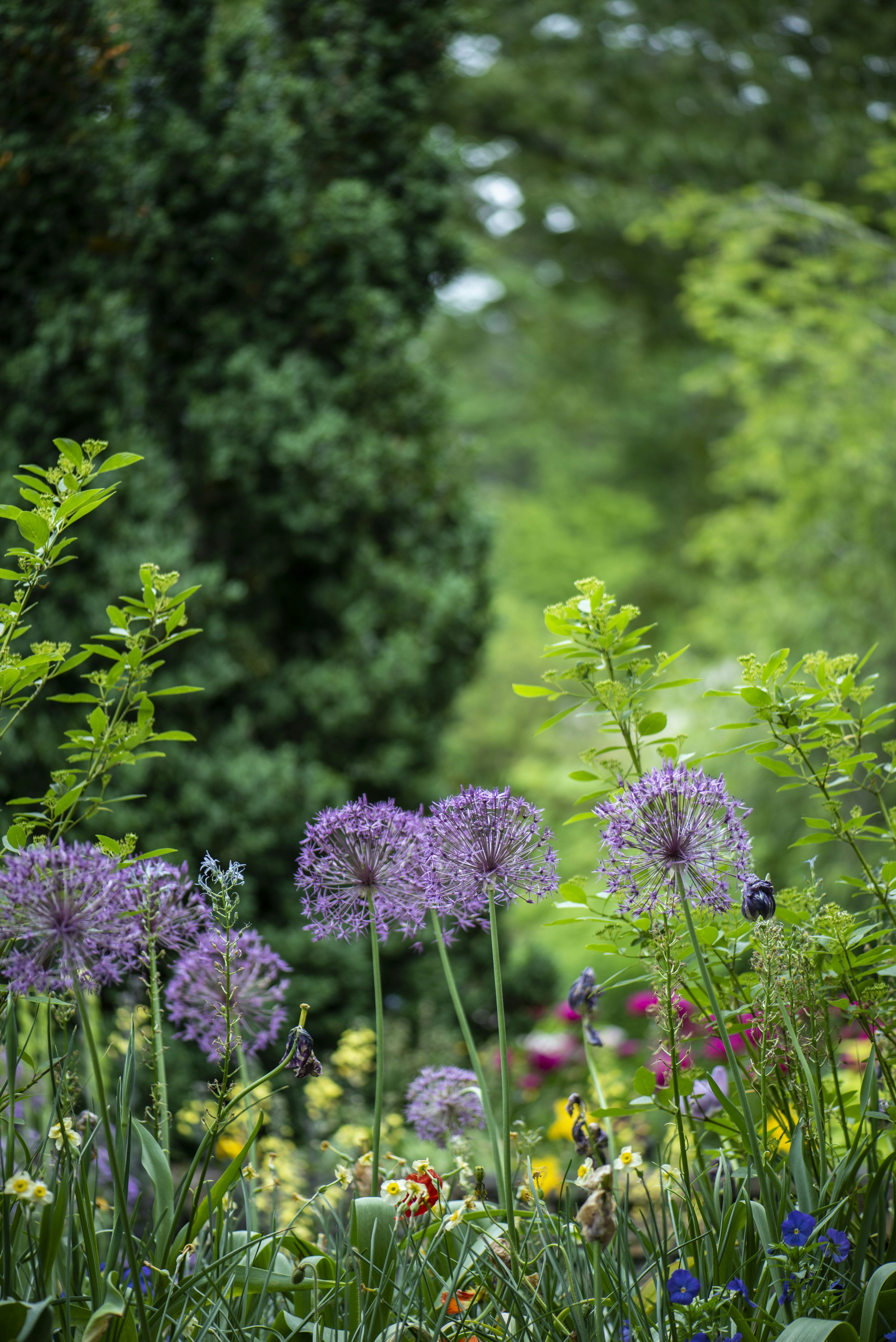 3000x4495 Herb Garden Picture. Download Free Image