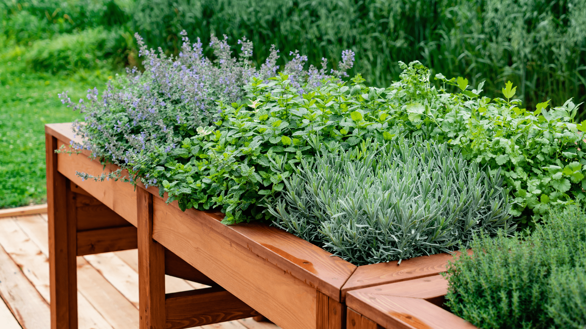 1920x1080 How to Grow Trendy with Herbs Garden Center How to Grow Trendy with Herbs Garden Center Herb Garden. Blog. Primex Garden Center