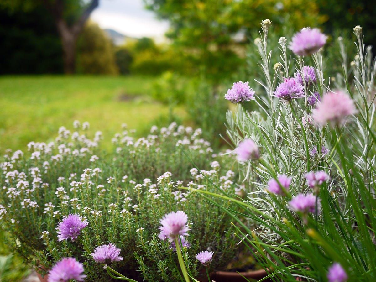 1200x900 Best Perennial Herbs to Grow Herbs for an Edible Garden