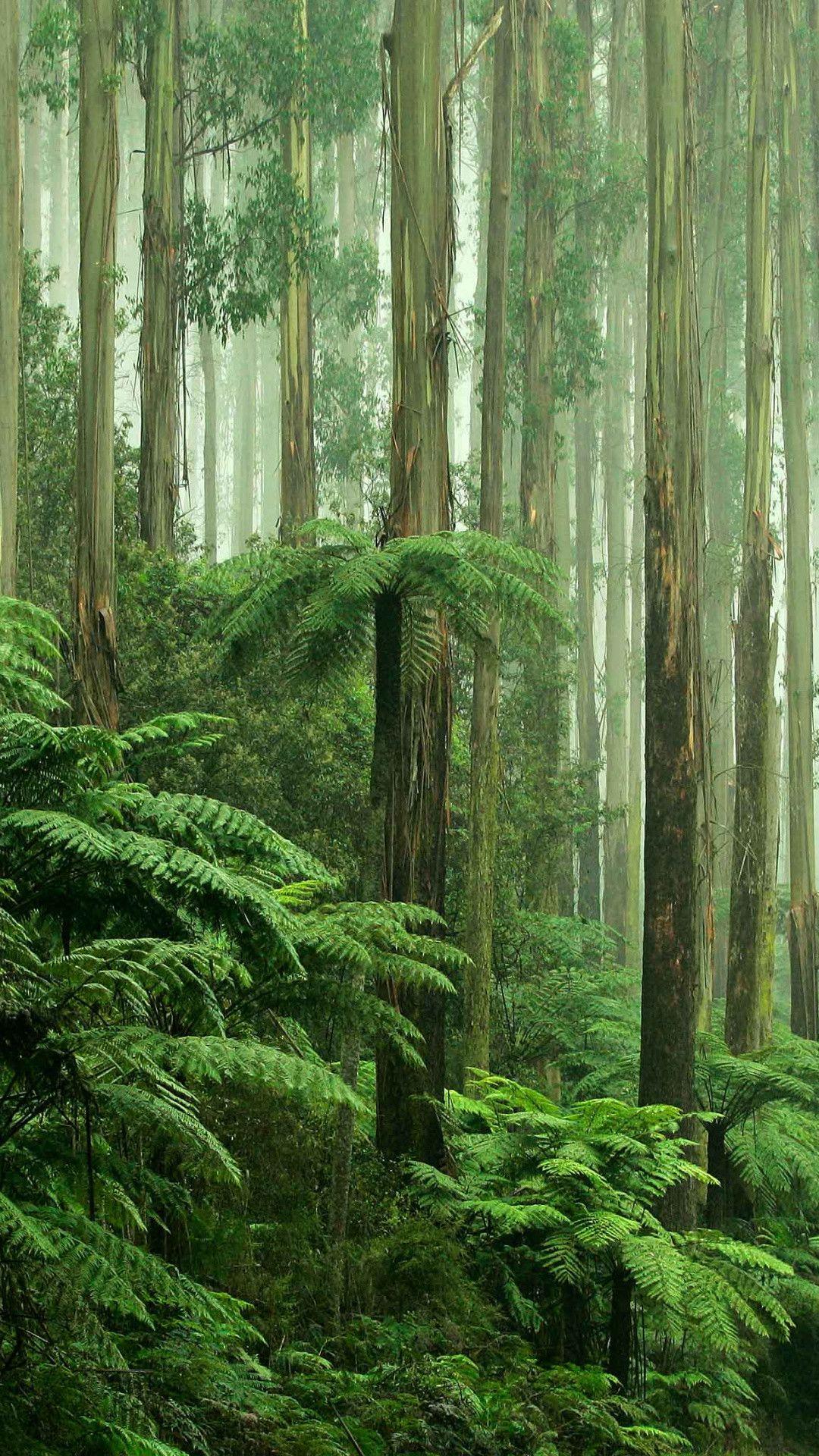 1080x1920 Rain Forest Road Wallpaper