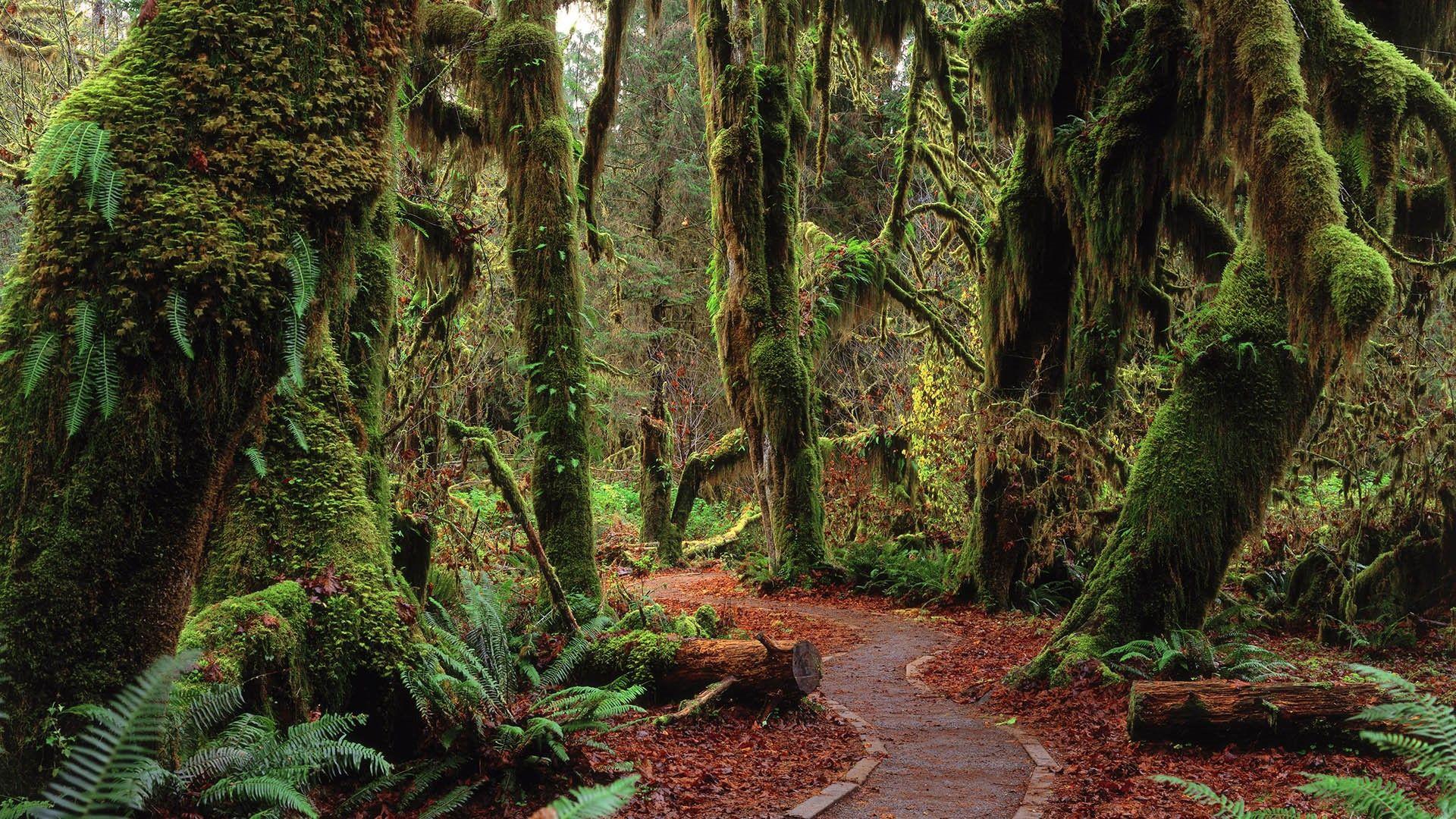 1920x1080 Rainforest in Olympic National Park, Washigton state, USA. Windows 10 Spotlight Image