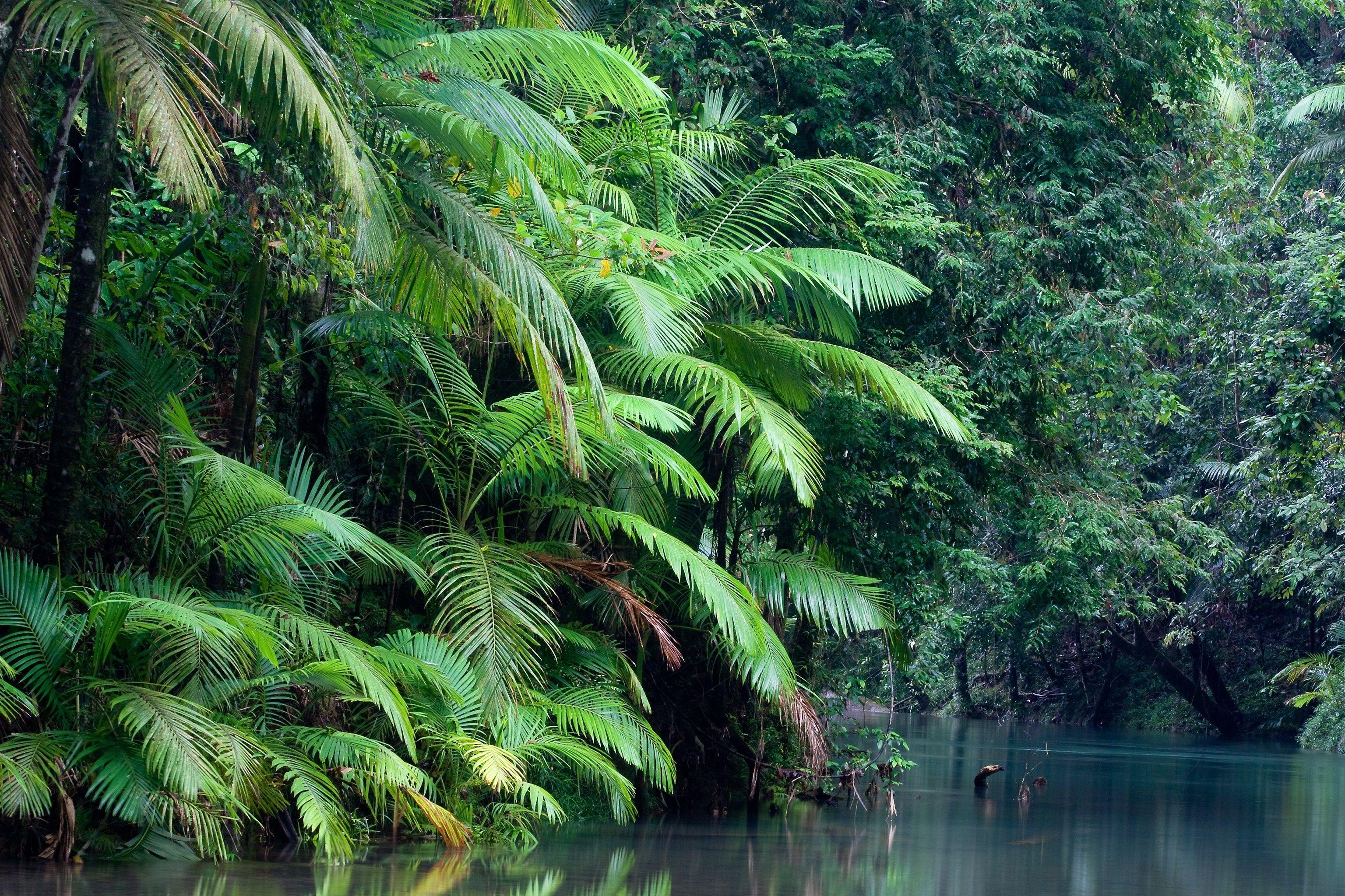 3072x2048 Australia forest river nature wallpaperx2048