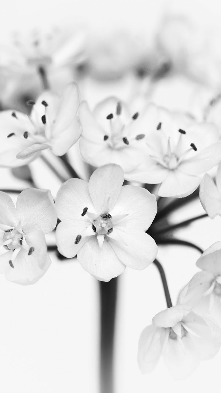 720x1280 Flower Black and White 4K UHD Wallpaper for UltraHD Desktop and TV : Widescreen and UltraWide Display : Smartphone and Tablet Devices