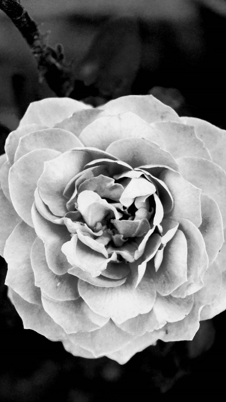 720x1280 White Rose 4K UHD Wallpaper for UltraHD Desktop and TV : Widescreen and UltraWide Display : Smartphone and Tablet Devices