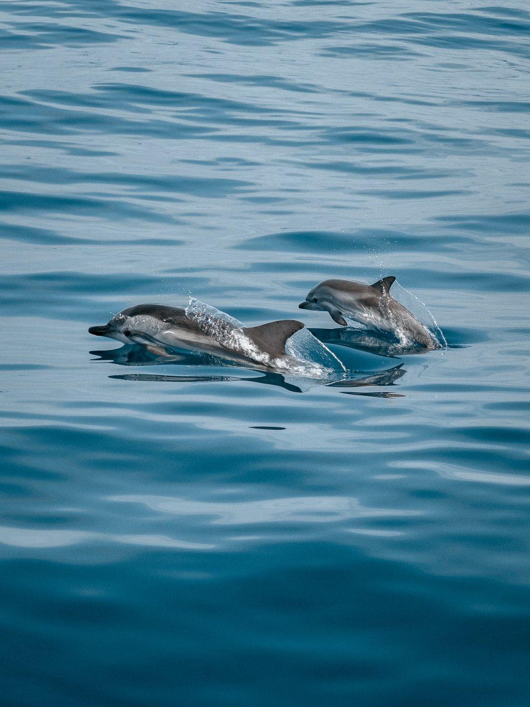 1080x1440 Dolphin Wallpaper: Free HD Download [HQ]