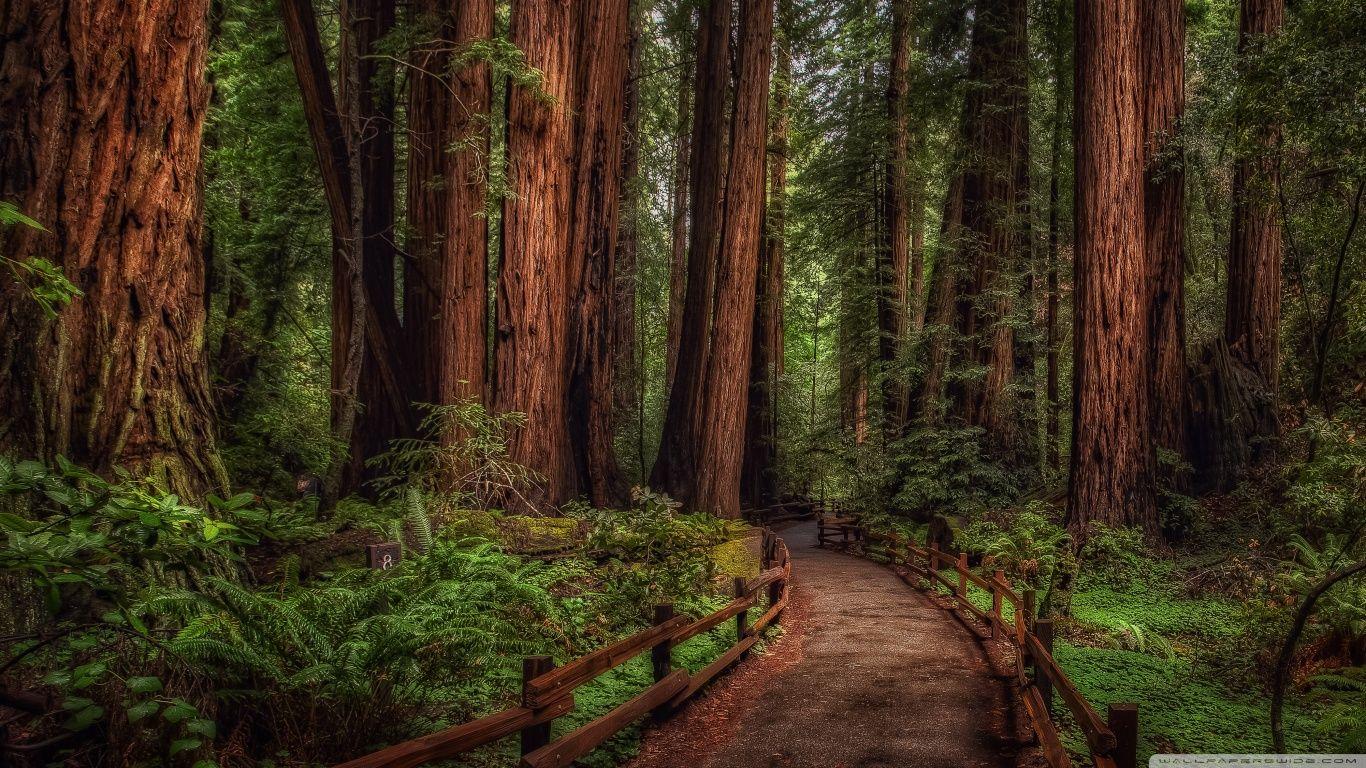 1366x768 Cathedral Grove Rainforest Nature Scenery Wallpaper