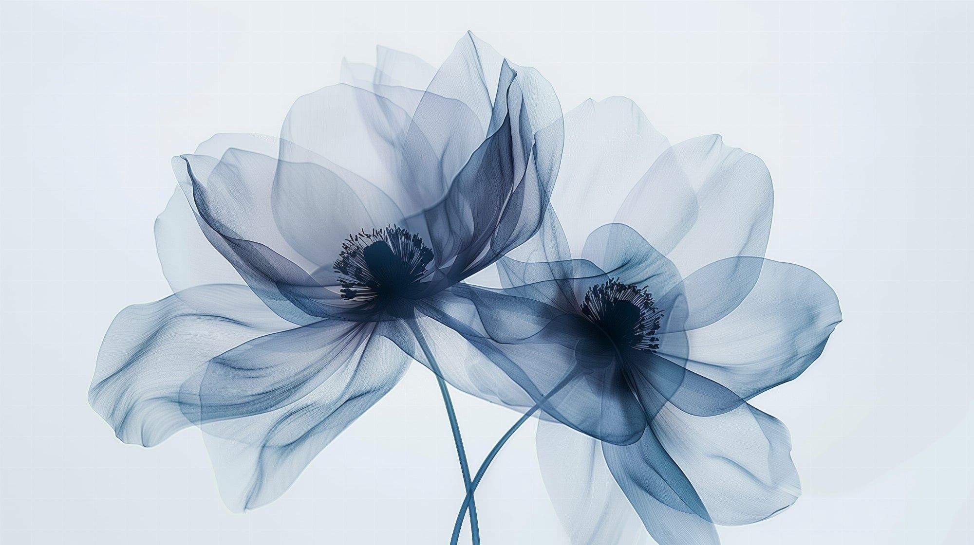 2000x1120 Mural Wallpaper floral. Ethereal blue flowers