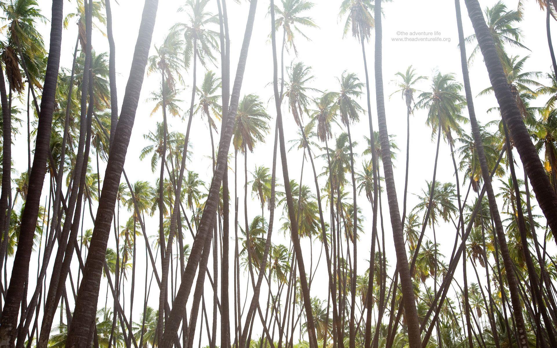 1920x1200 Wedge, wednesday, molokai, california, wallpaper, palms, newport