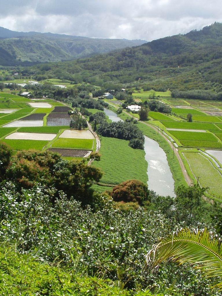 768x1024 Free download Clovisso Wallpaper Gallery Hanalei River Valley Wallpaper [1600x1200] for your Desktop, Mobile & Tablet. Explore Hanalei Wallpaper. Hanalei Wallpaper