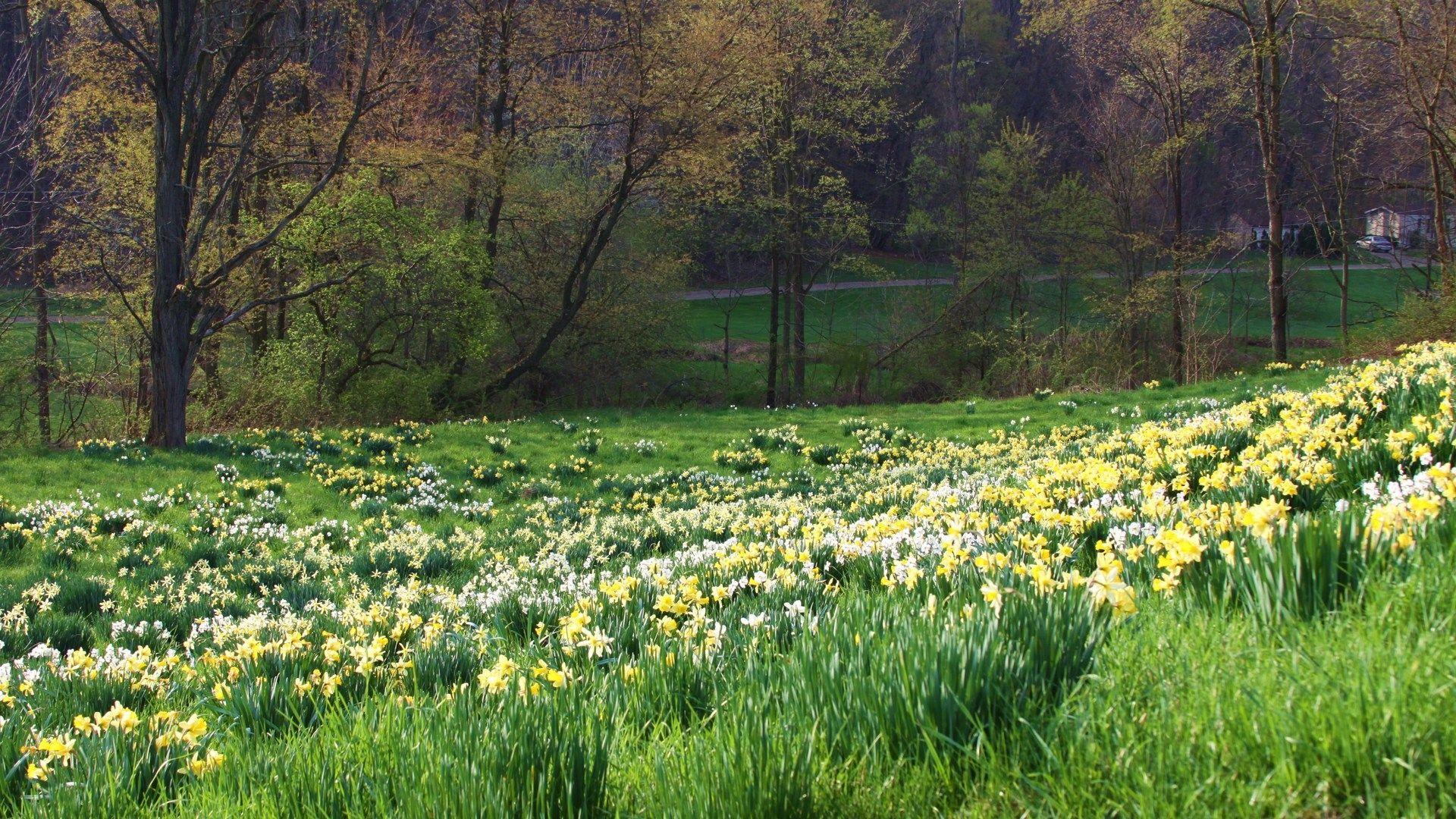1920 X 1080 Spring Wallpapers - Top Free 1920 X 1080 Spring Backgrounds ...