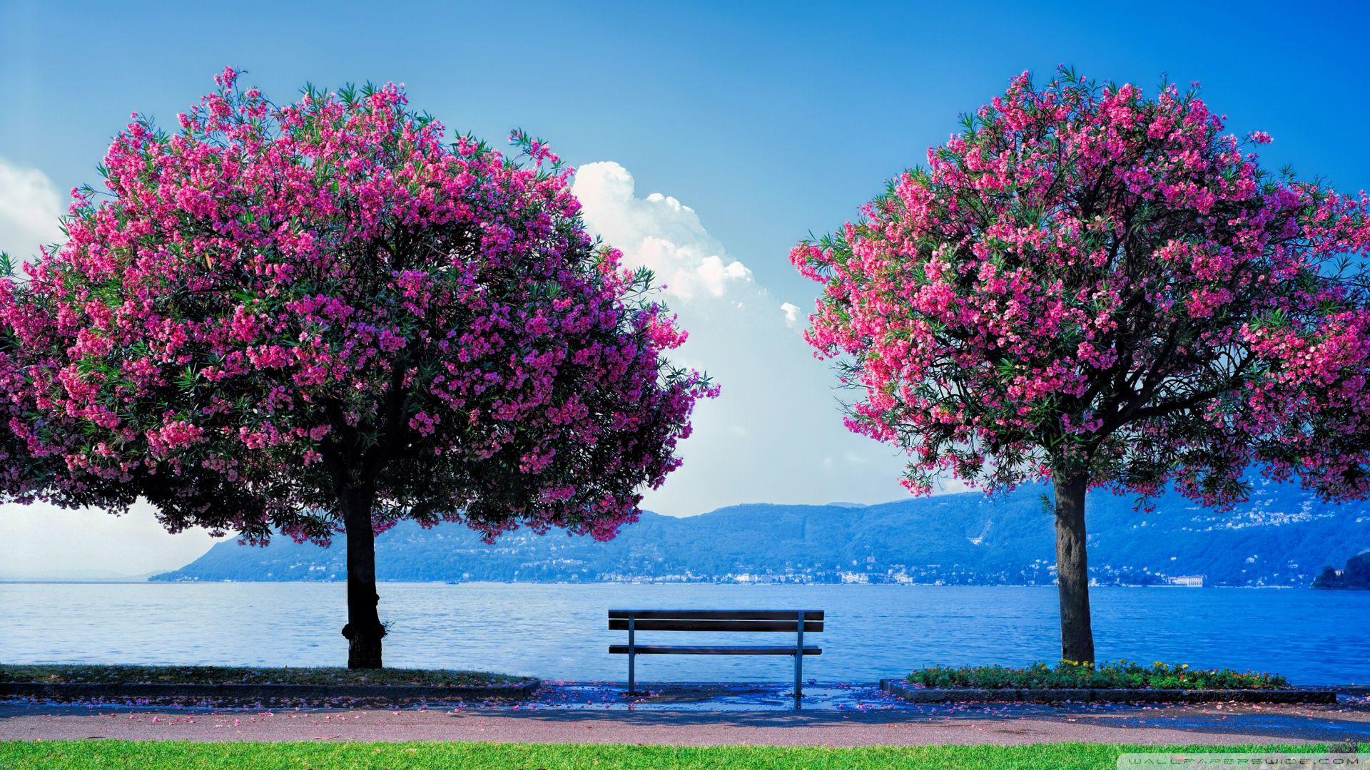 1920 X 1080 Spring Wallpapers - Top Free 1920 X 1080 Spring Backgrounds ...