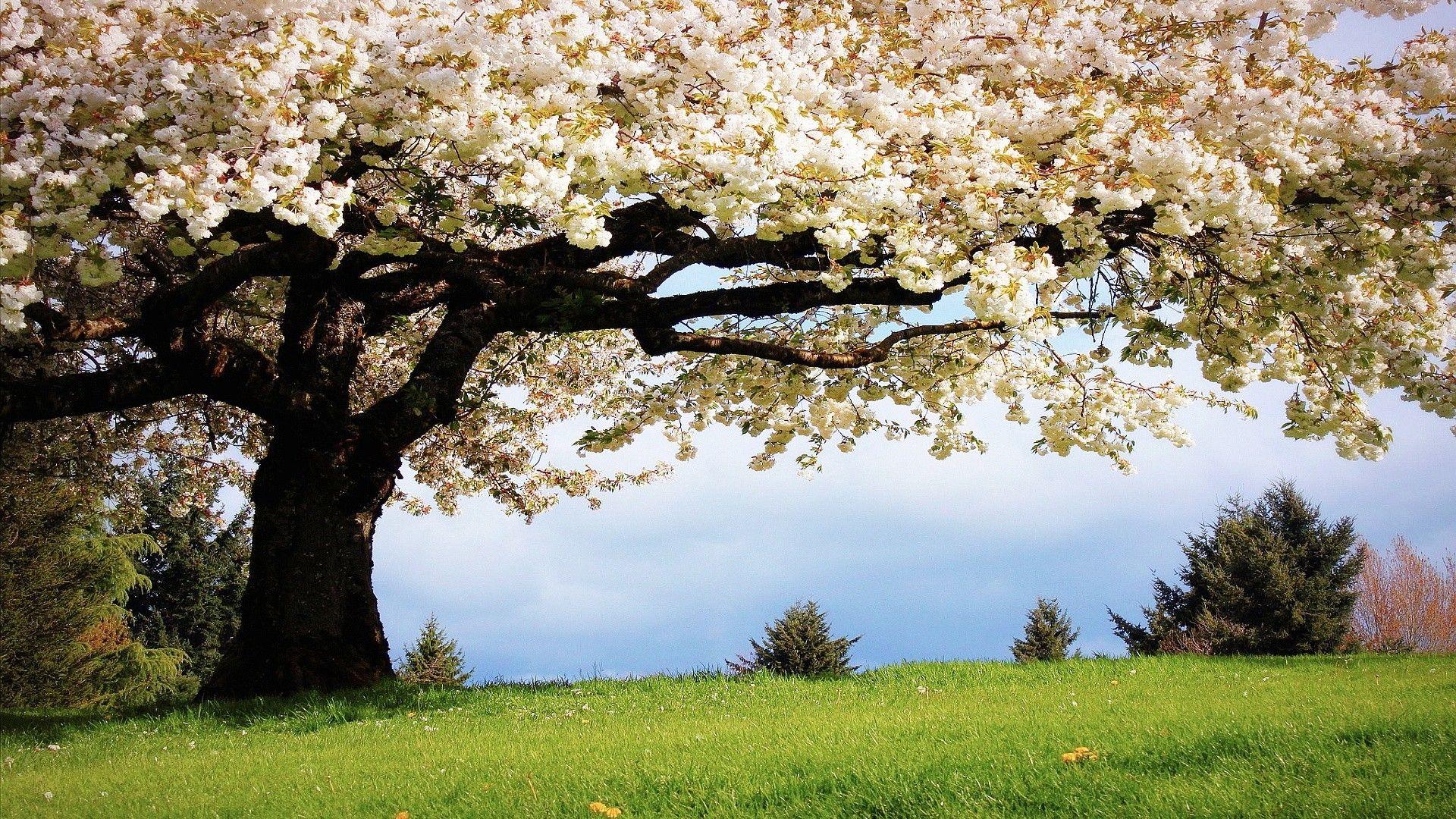 1920x1080 Spring Season Wallpaper