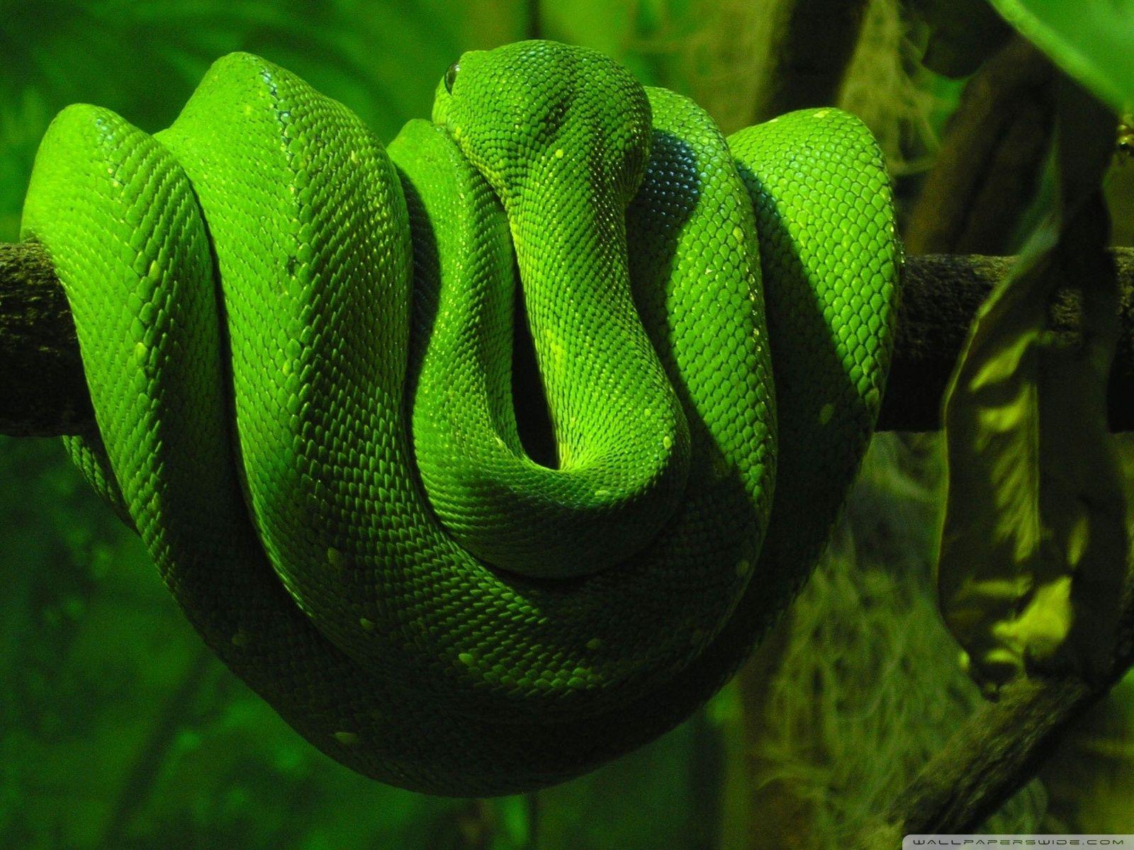 1600x1200 Exotic Snake ❤ 4K HD Desktop Wallpaper for 4K Ultra HD TV • Wide