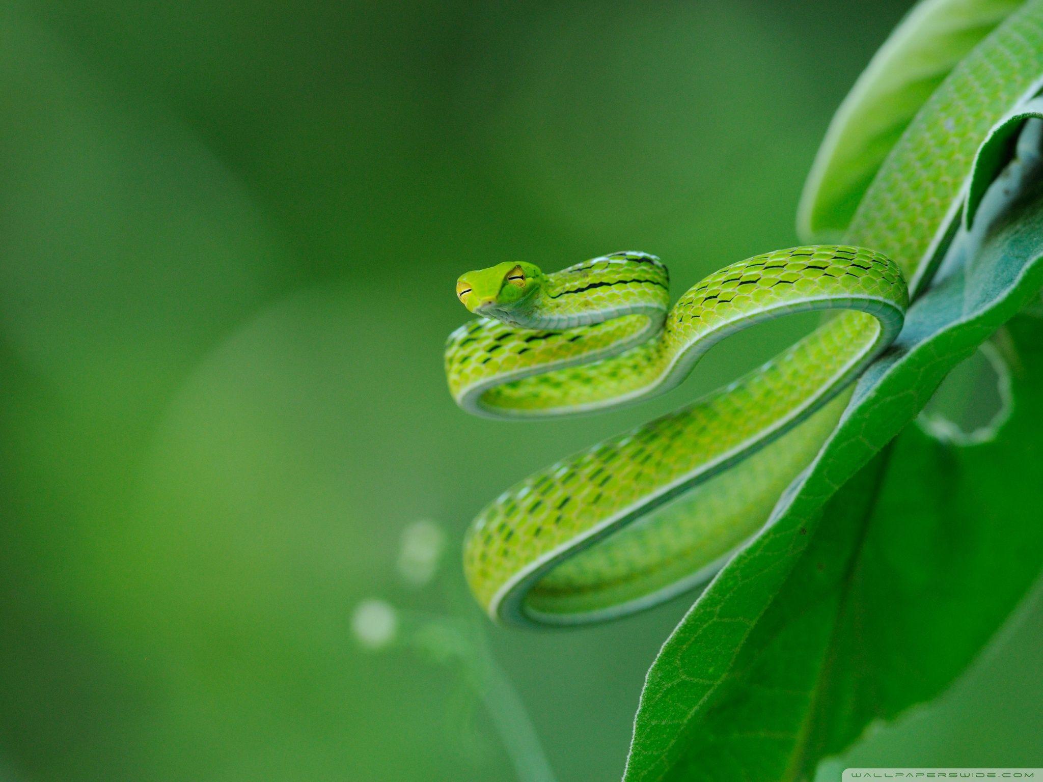 2048x1536 Exotic Snake ❤ 4K HD Desktop Wallpaper for 4K Ultra HD TV • Wide
