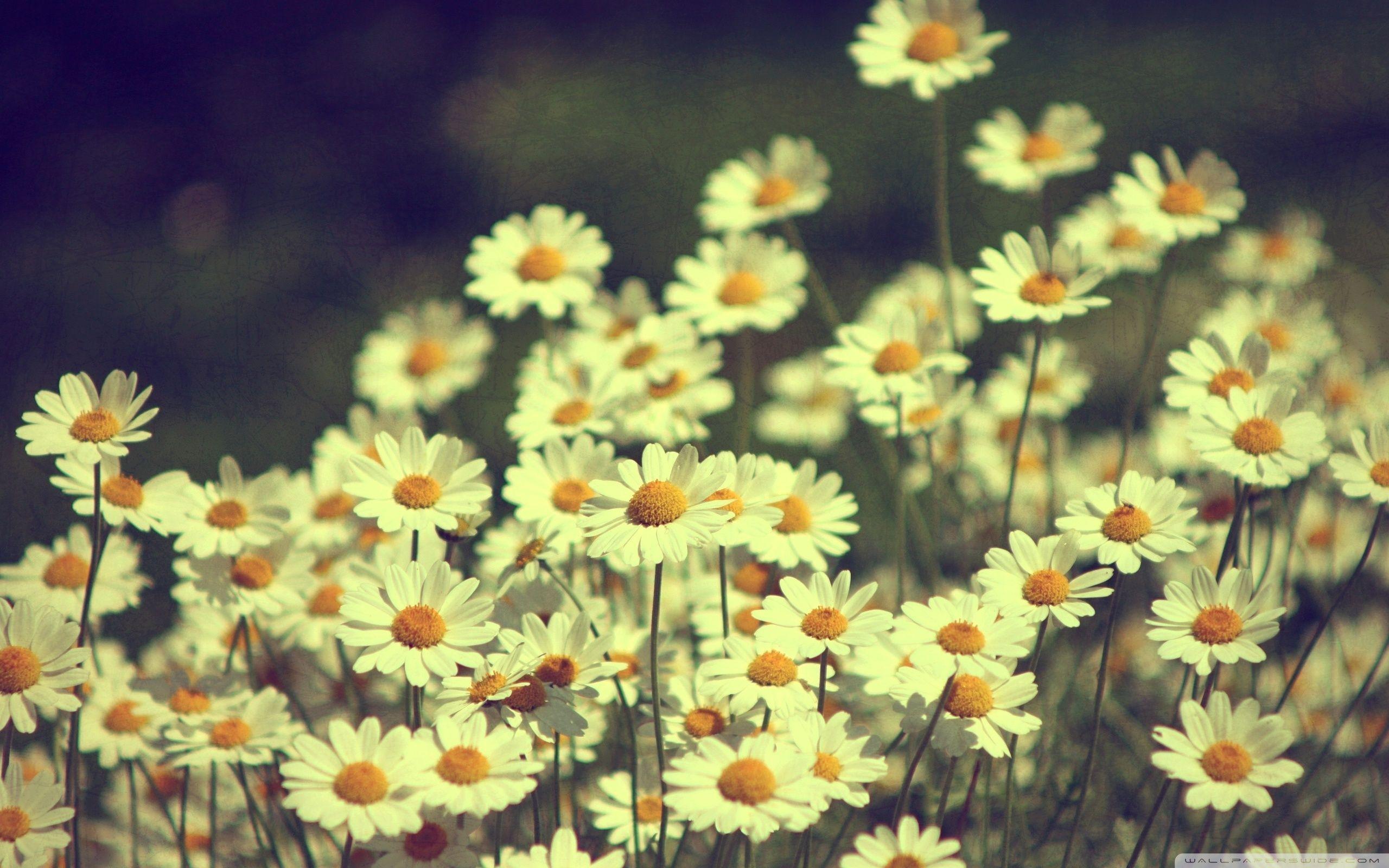 Daisy Background Images HD Pictures and Wallpaper For Free Download   Pngtree