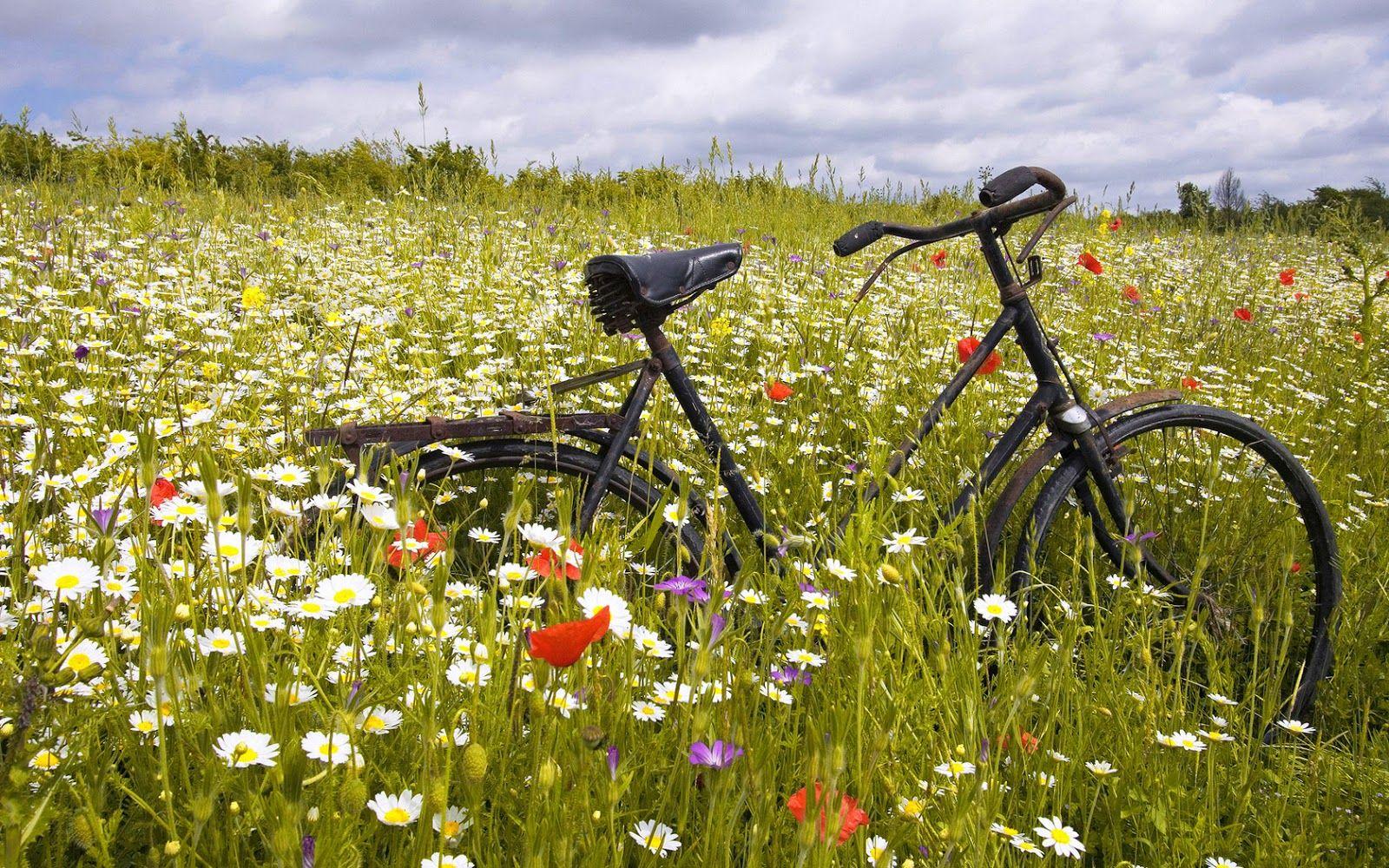 1600x1000 HD Nature Wallpaper: Vintage Bicycle between Daisy Flowers HD Wallpaper