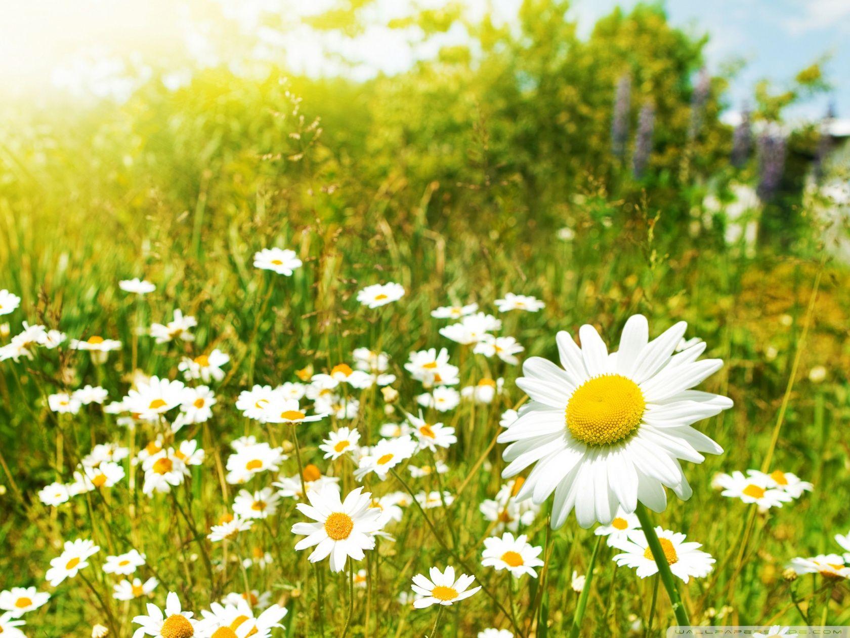 Simple Daisy Computer Wallpapers - Top Free Simple Daisy Computer ...