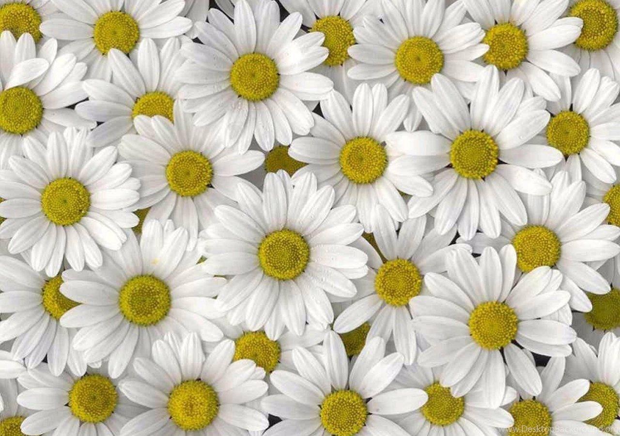 1280x900 Vintage Daisy Wallpaper High Resolution